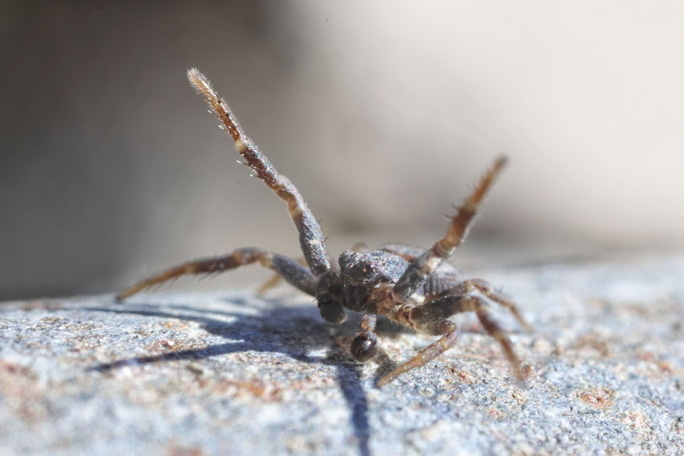 Paws up.... I give up!!