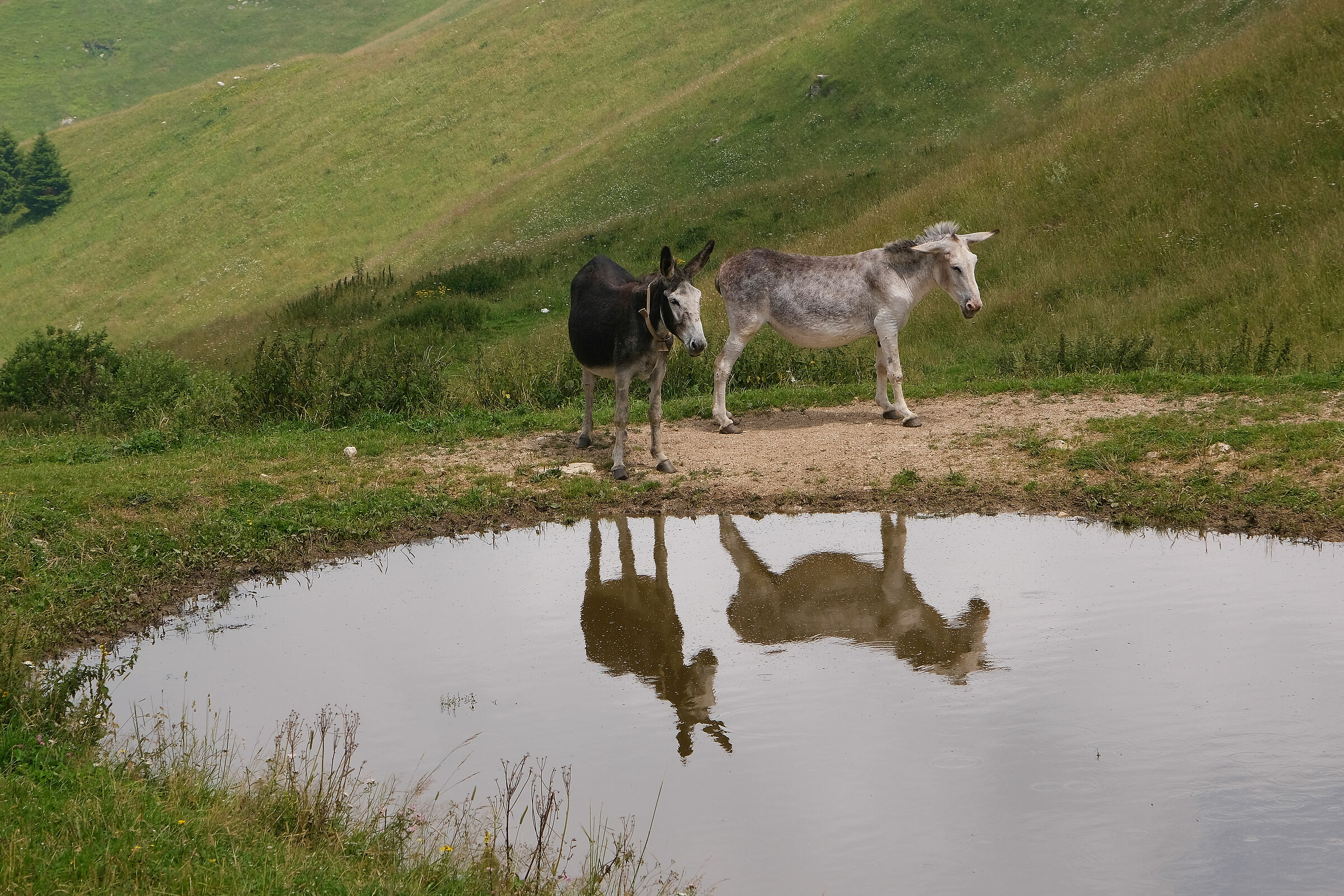 Chi è il più... del reame