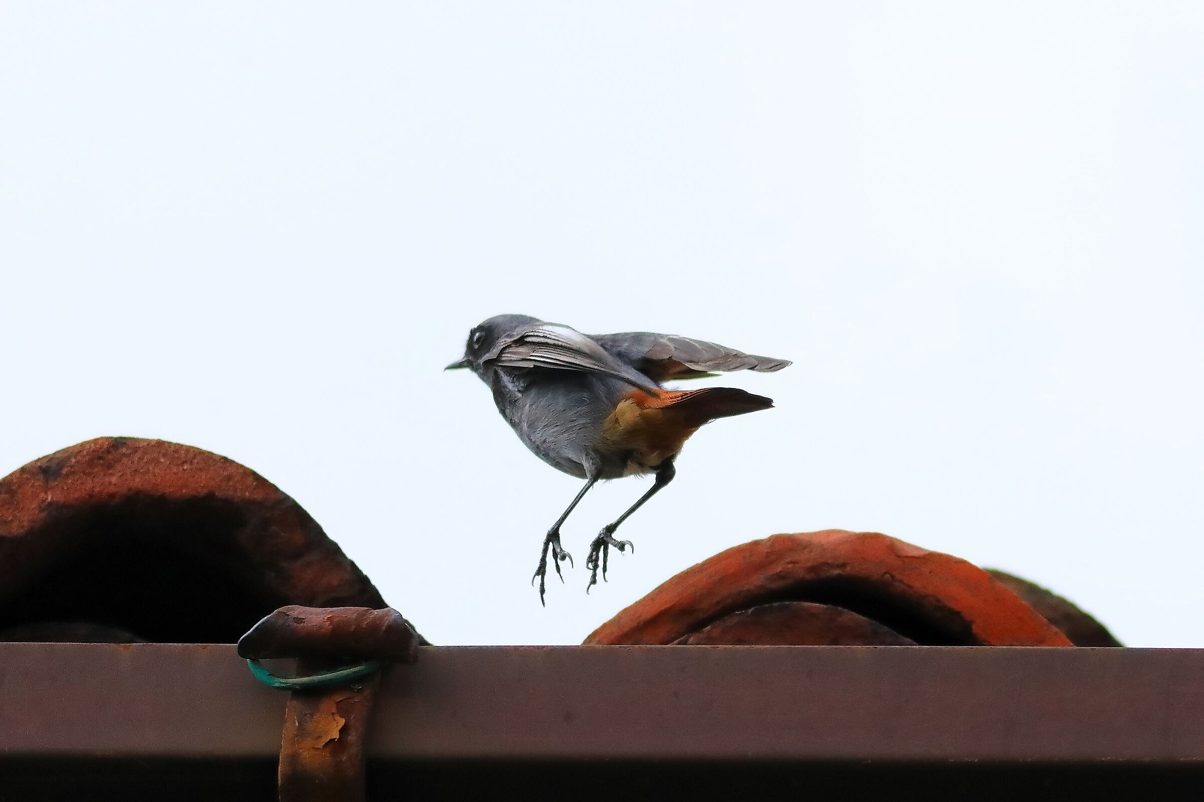 Redstart 15-06-2023