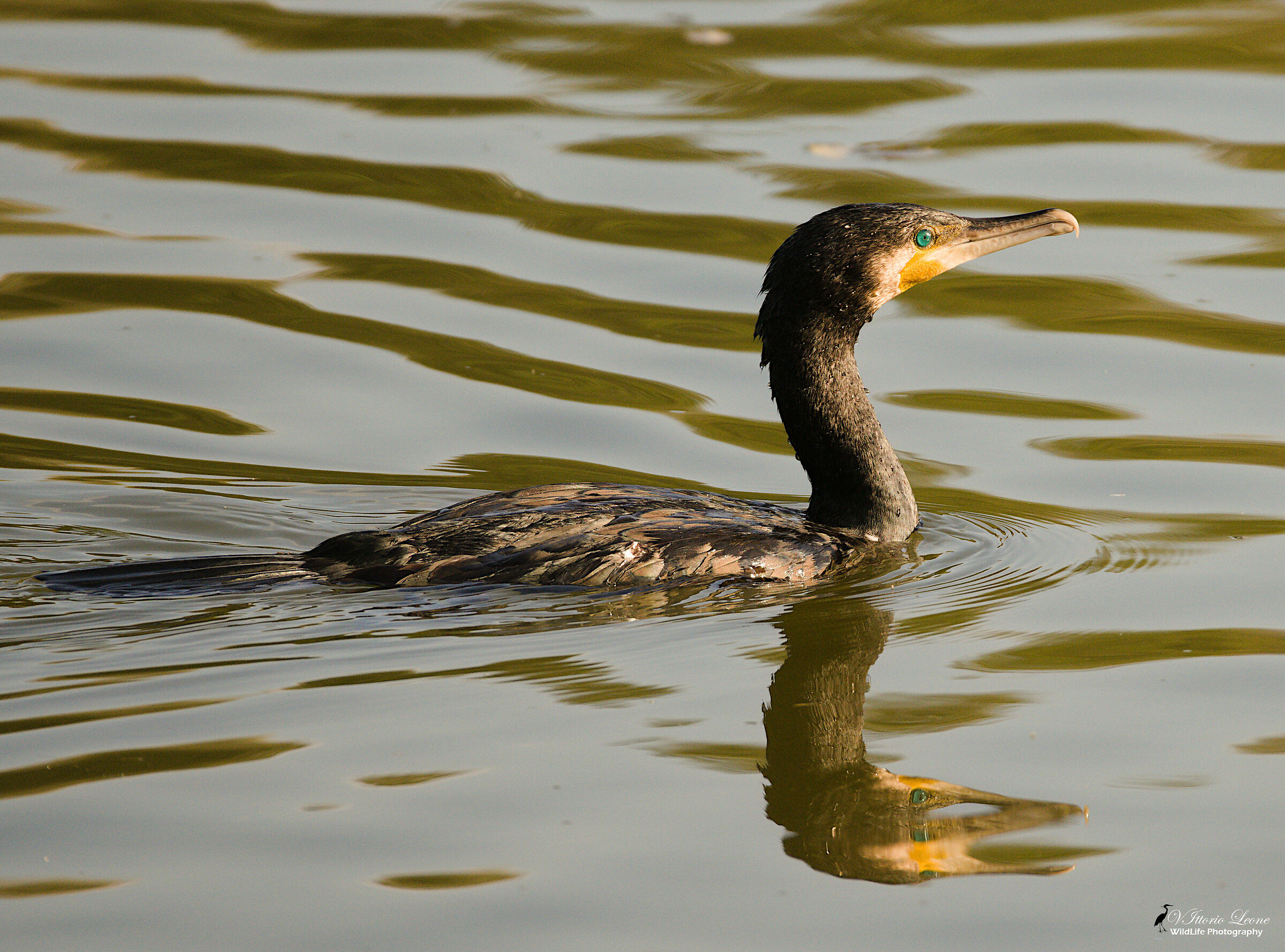 Cormorano