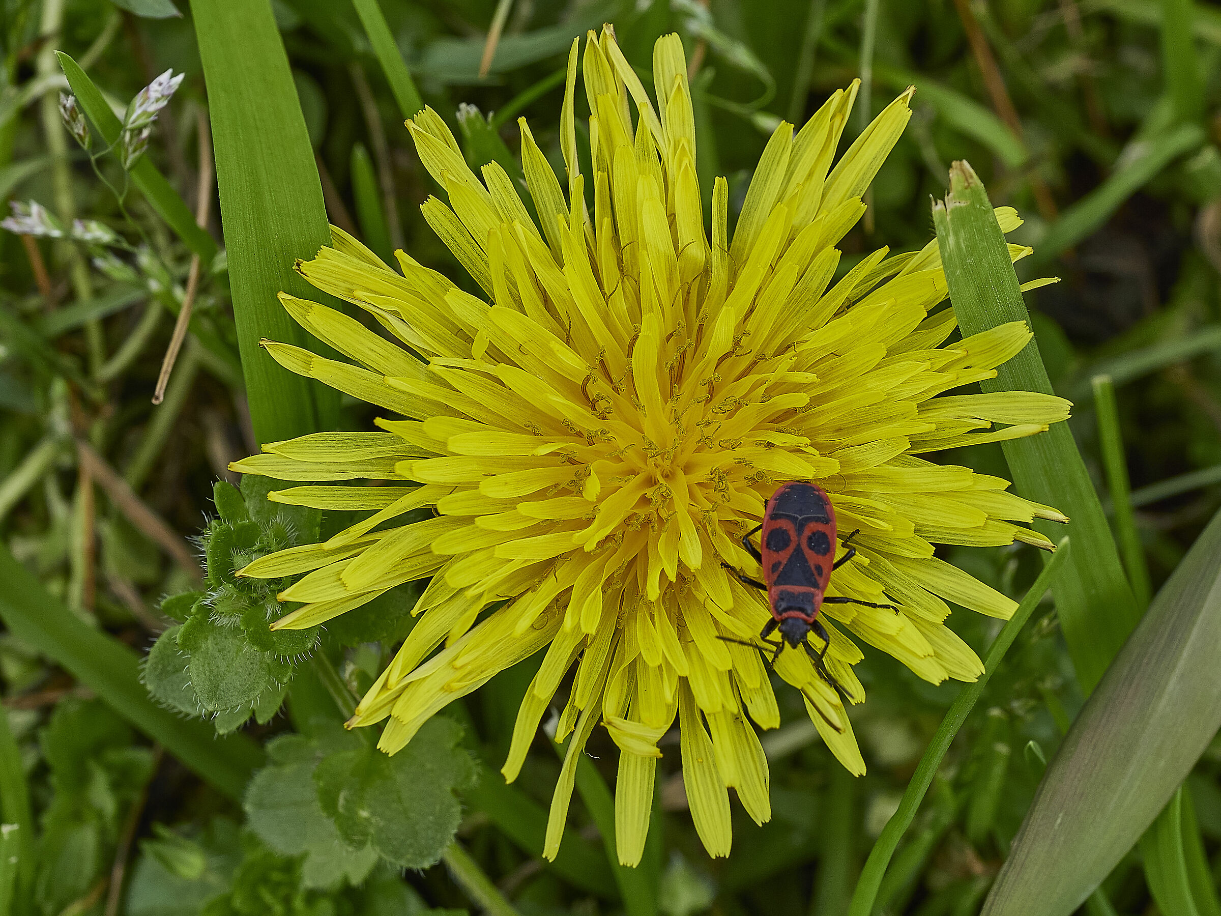 Il carabiniere che nuota nel mare giallo