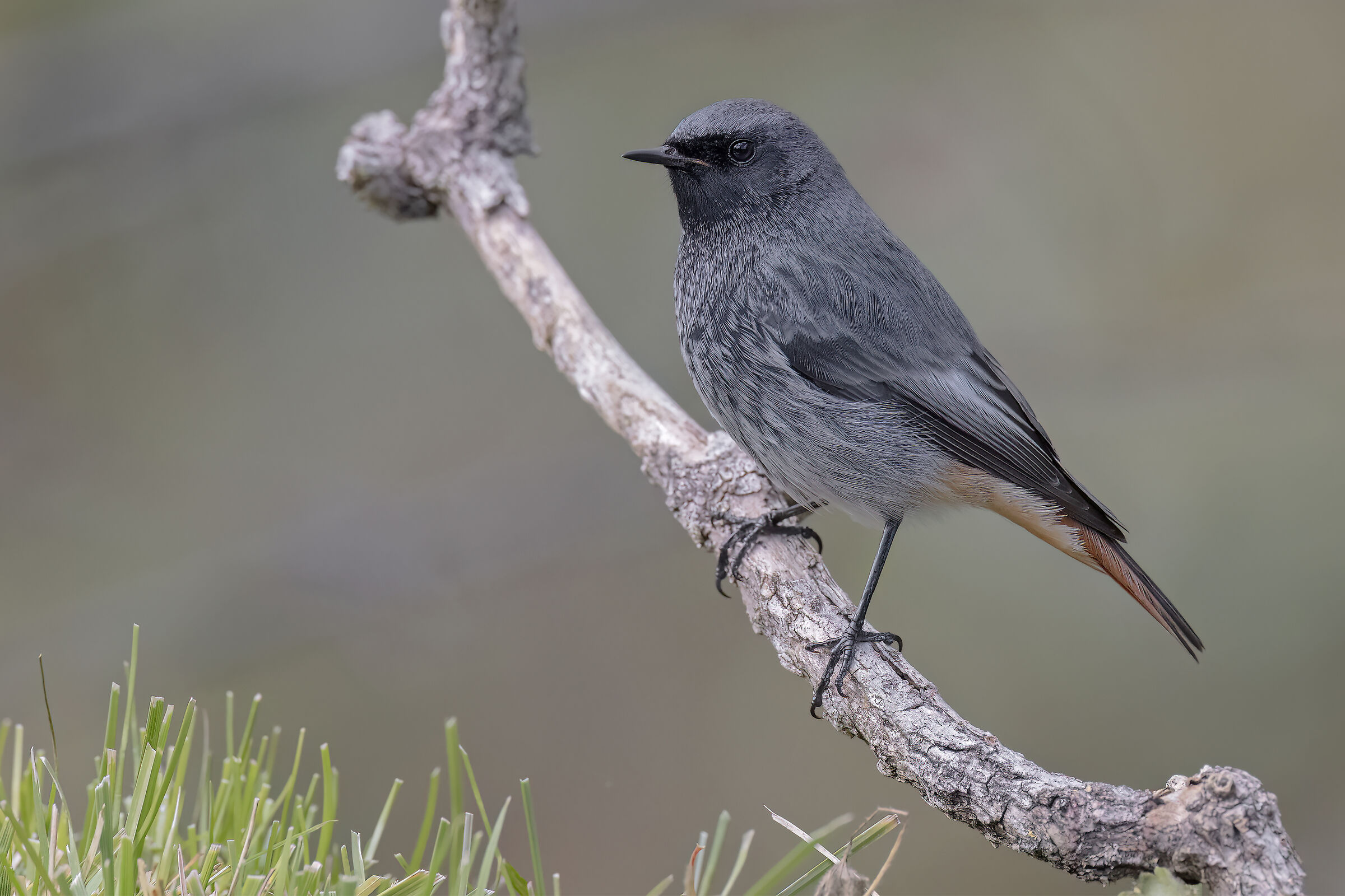 Codirosso spazzacamino &male;