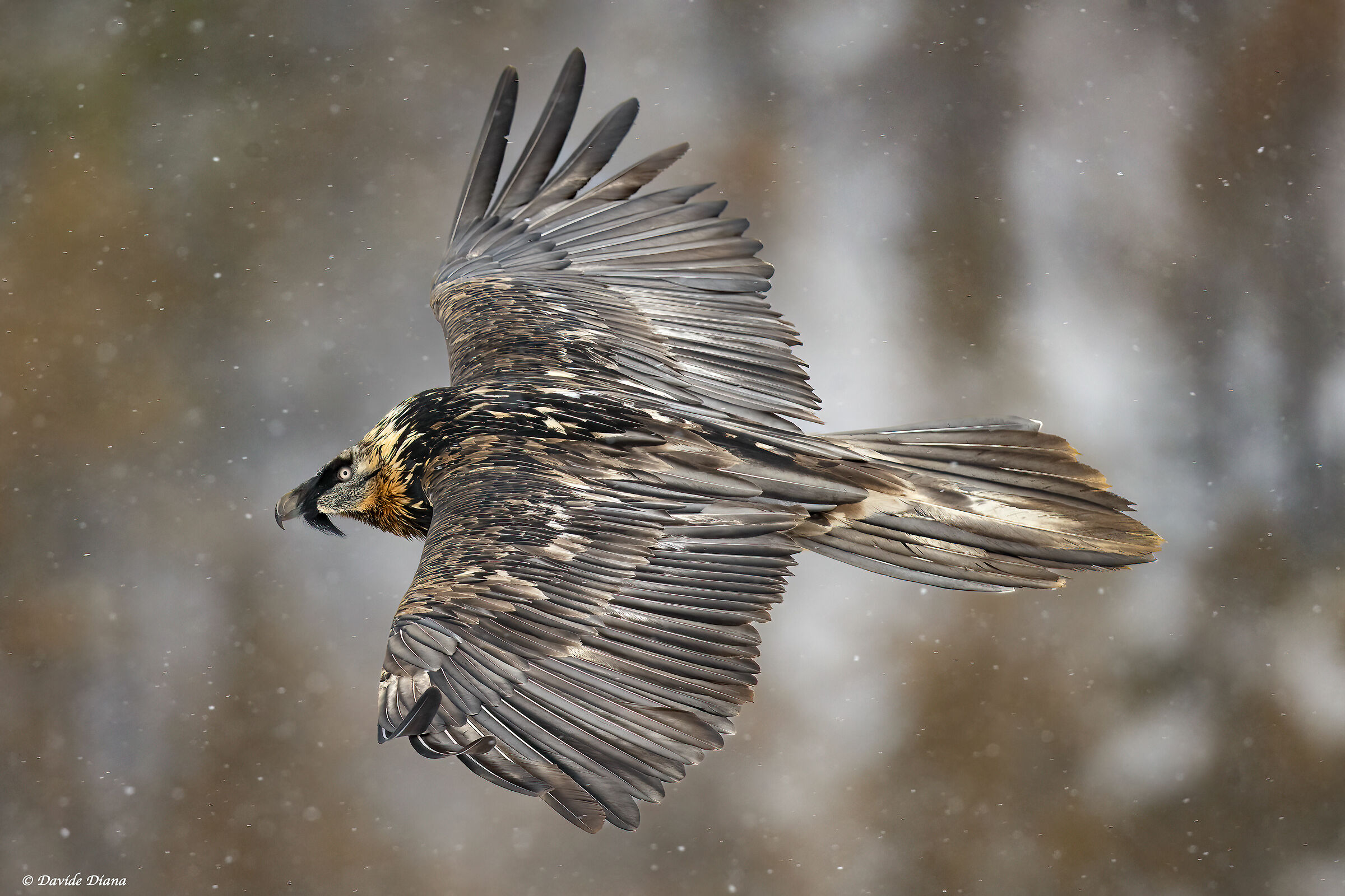 Gypaetus barbatus