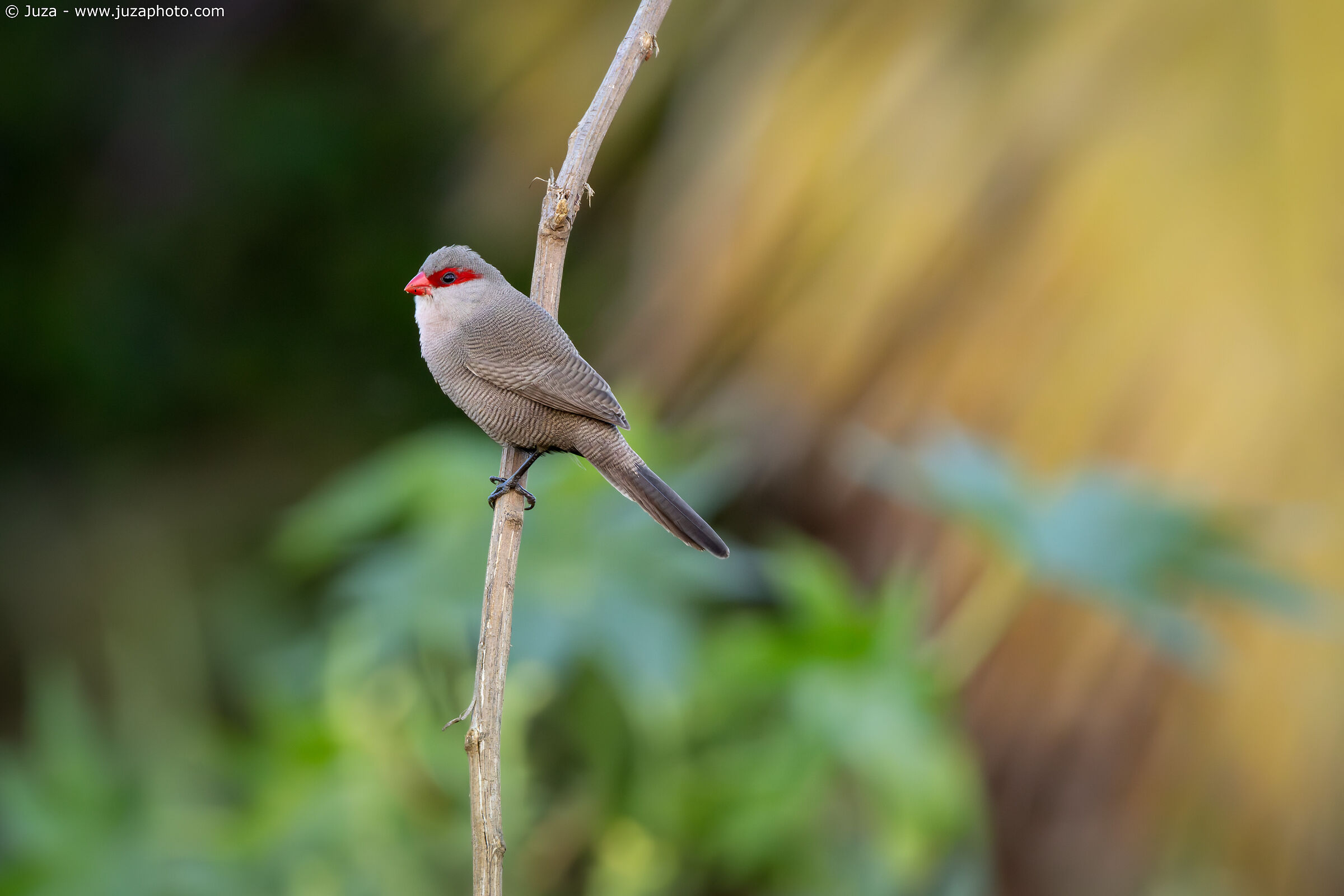 Astrilde di Sant'Elena (Estrilda astrild)