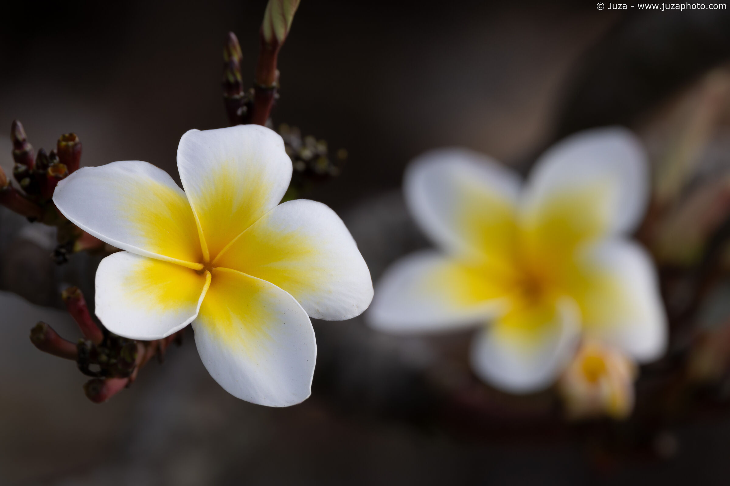 Frangipani (Plumeria)