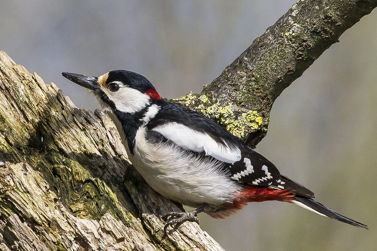 Woodpecker