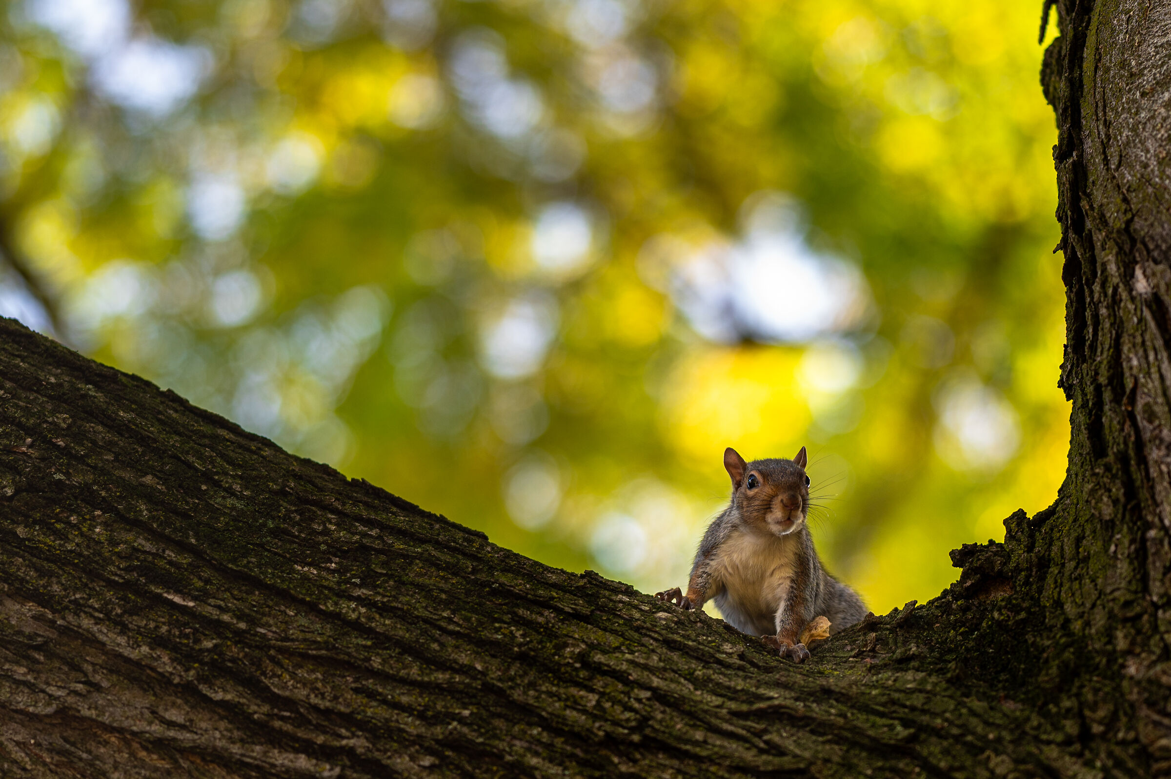 Squirrel in the branches