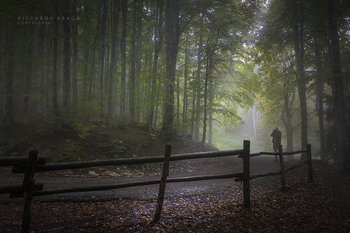 Il bosco dei faggi