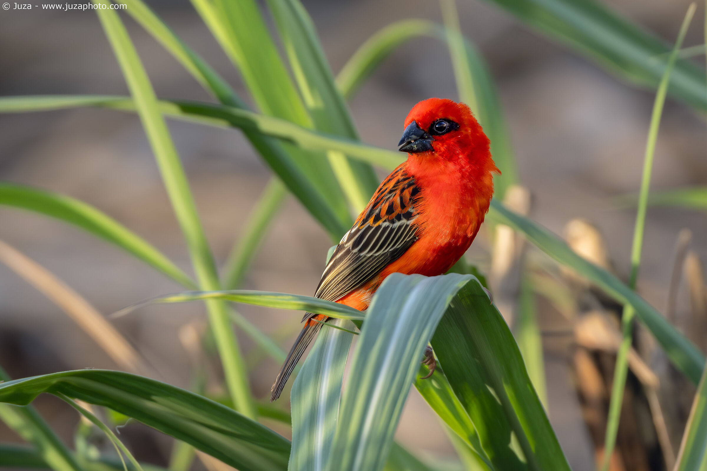 Foudia madagascariensis (Flaming Weaver)