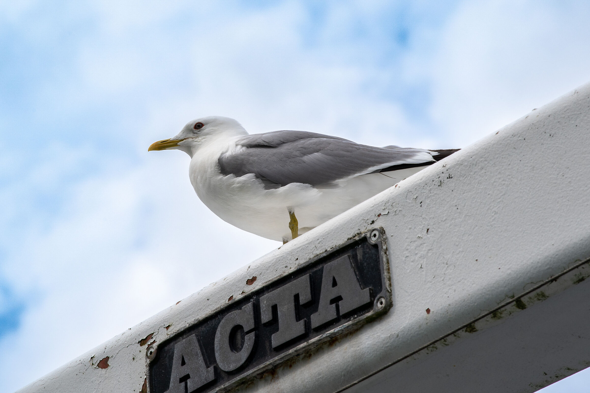 navigando sul Sognefjord