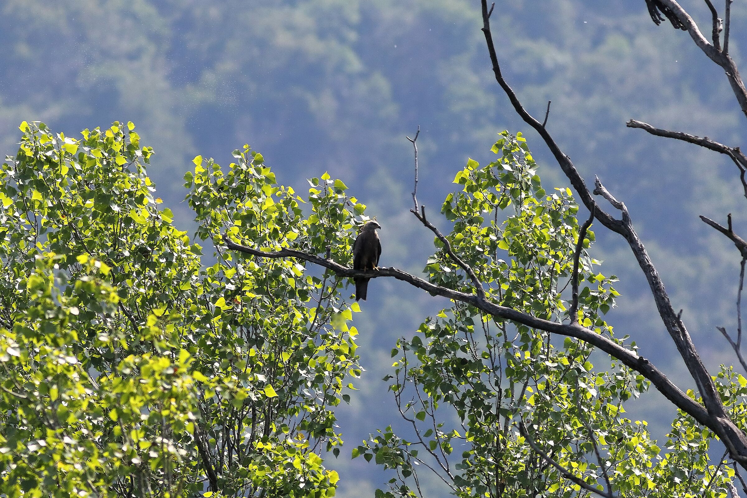 Black Kite 19-06-2023