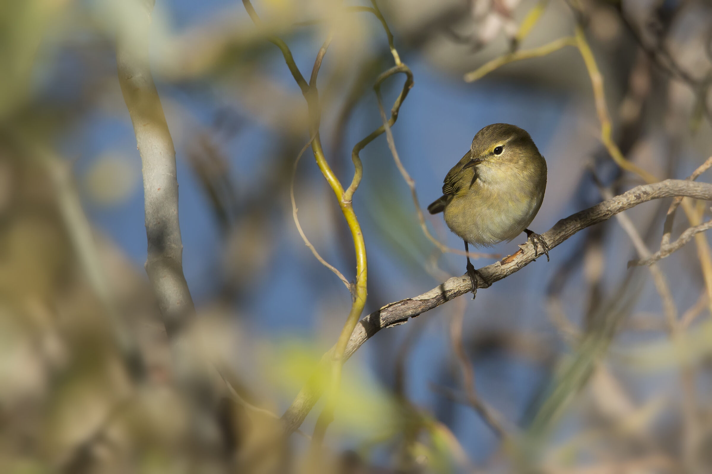 Tra le frasche …Luì