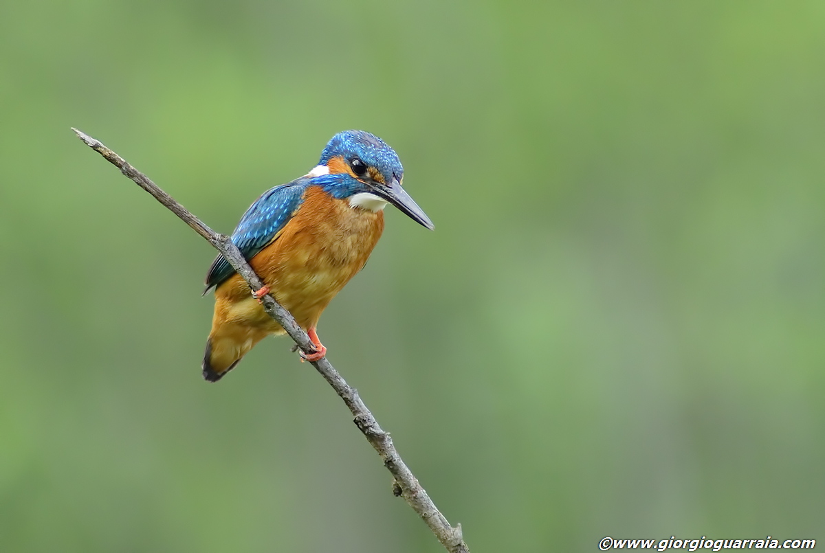 Martin the kingfisher !