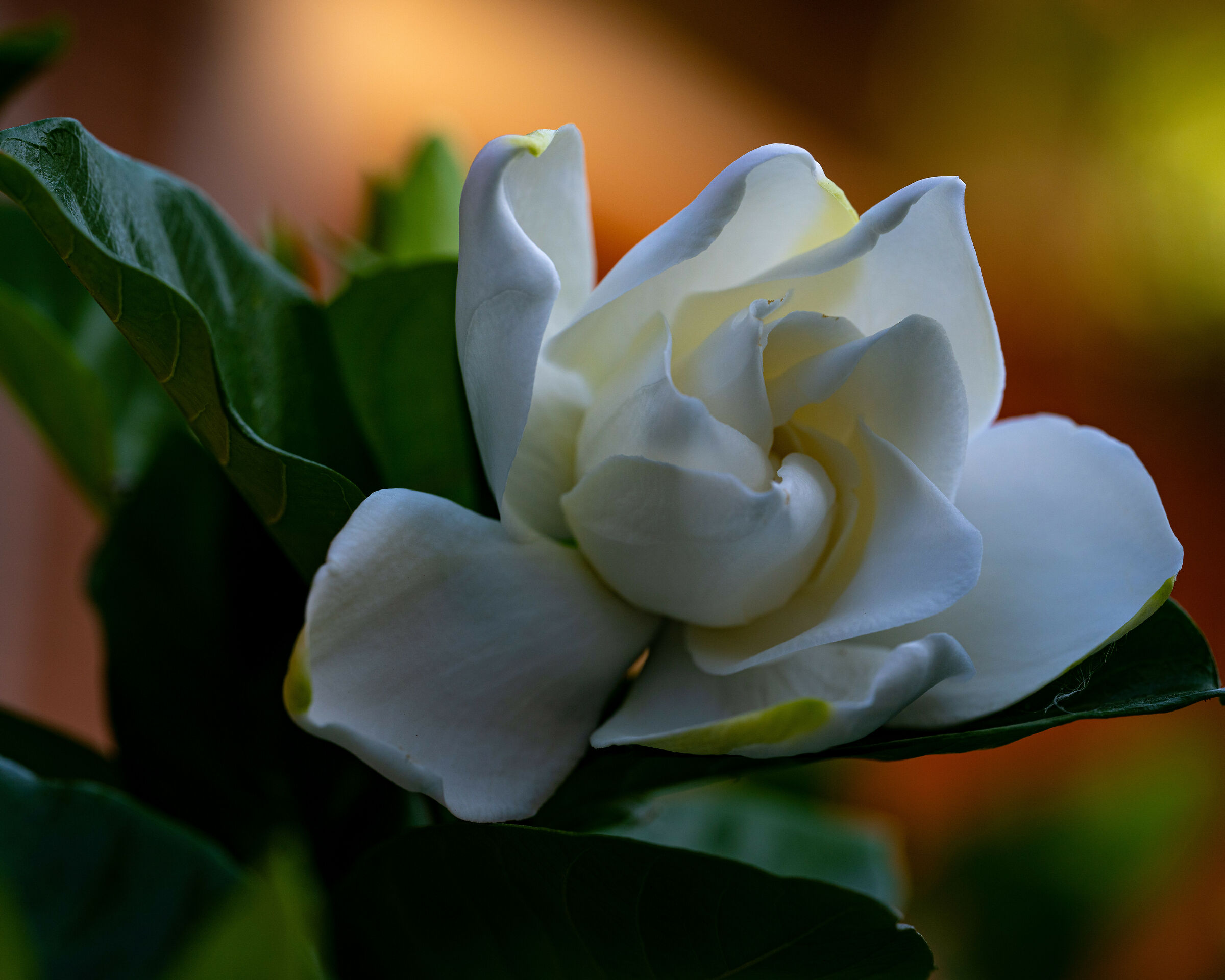 Gardenia