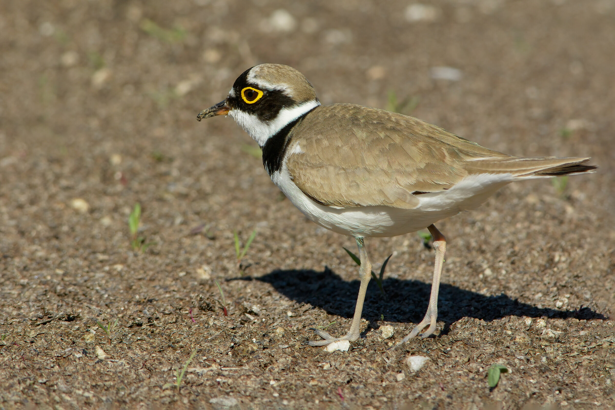 Corriere piccolo  (Charadrius dubius)
