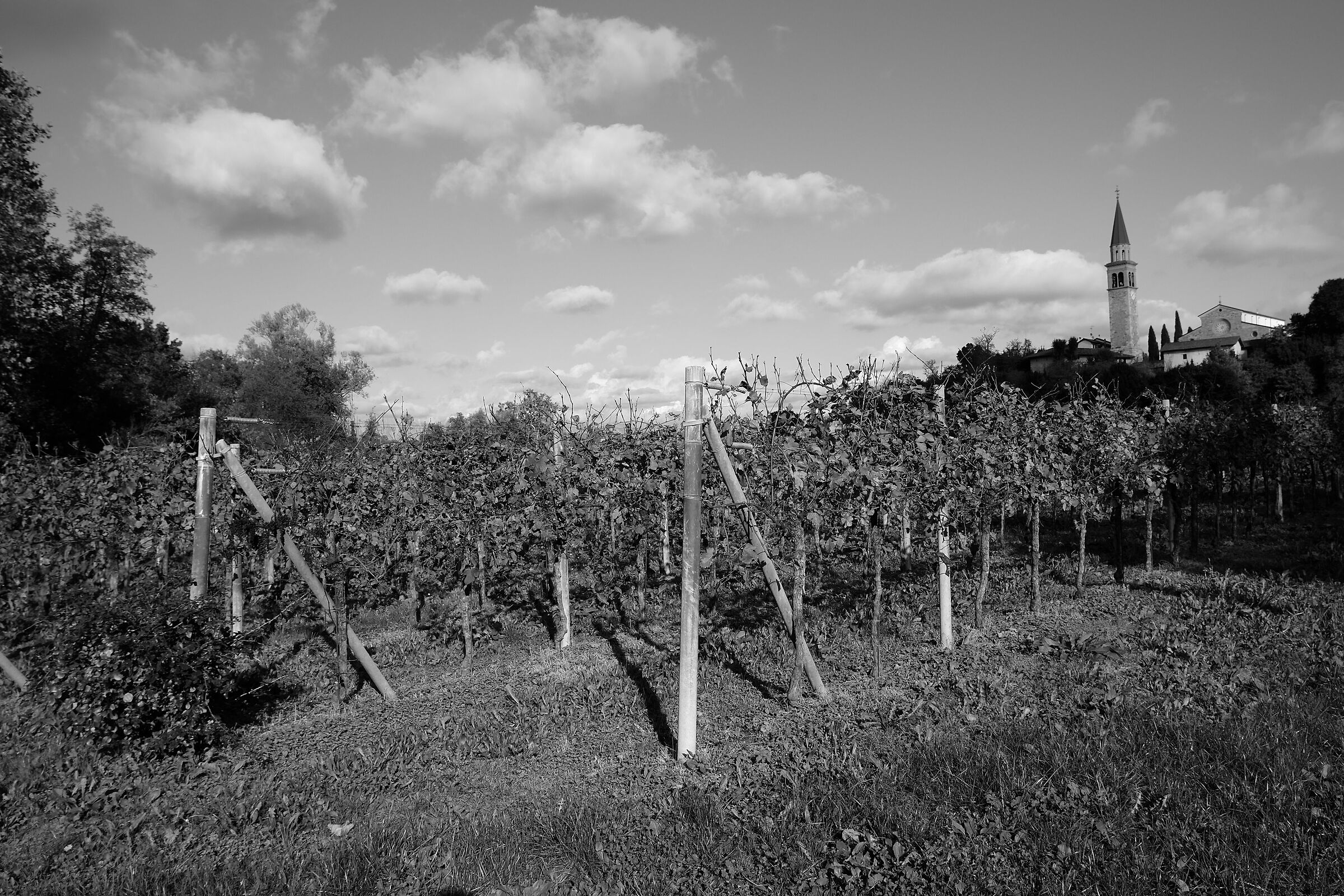 The wind in the vineyard