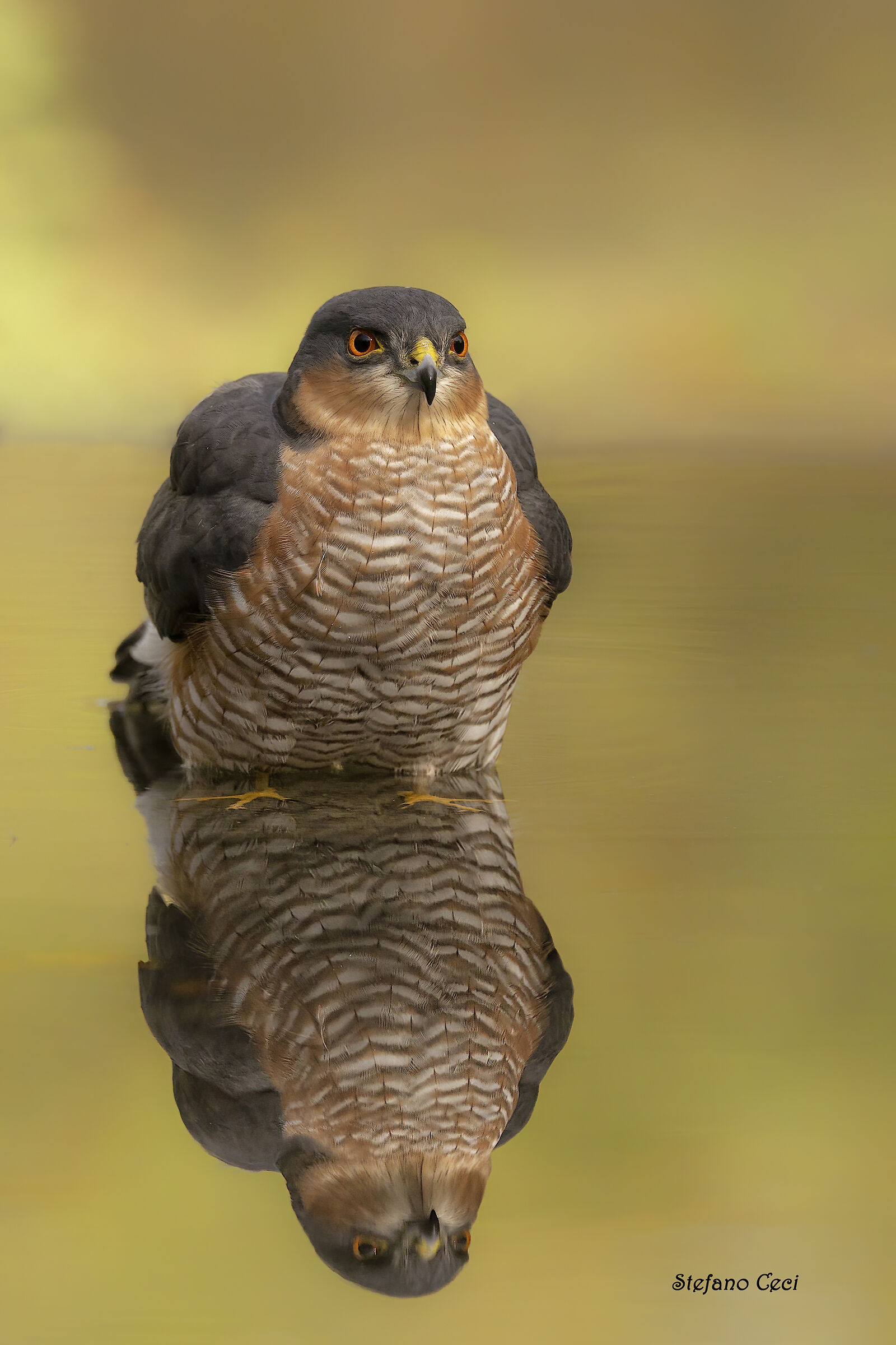 Male Sparrowhawk