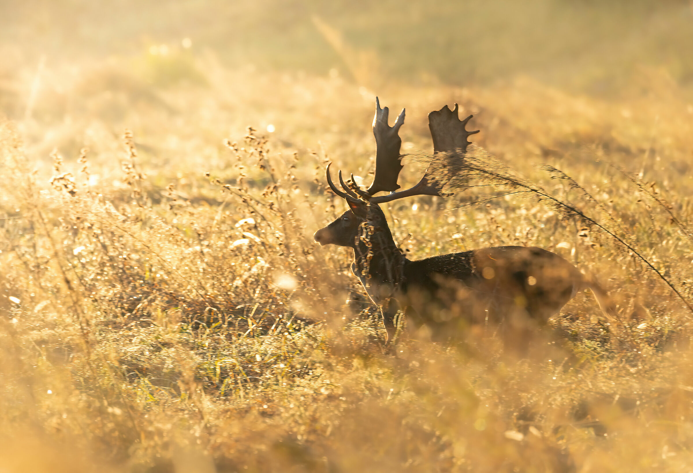 Fallow deer at dawn