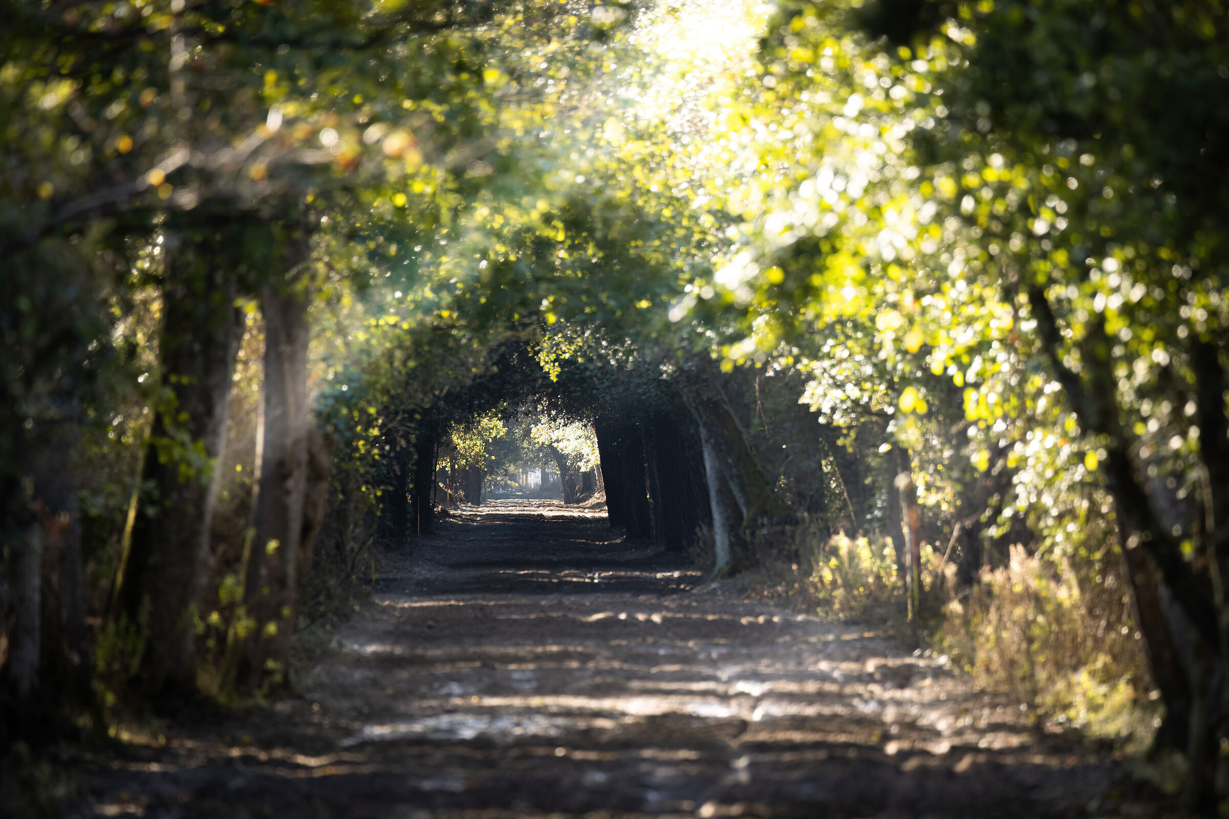 Road in the bush