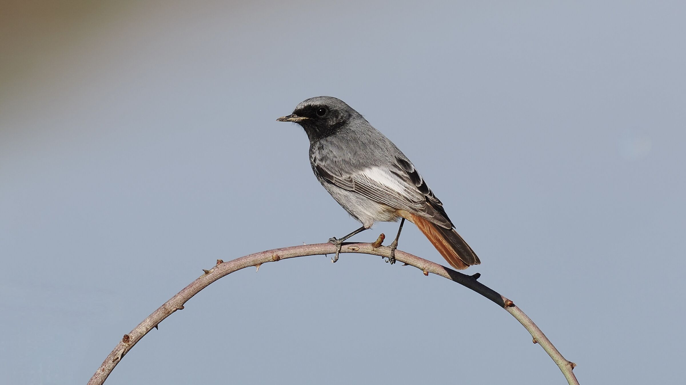 Codirosso Spazzacamino M.