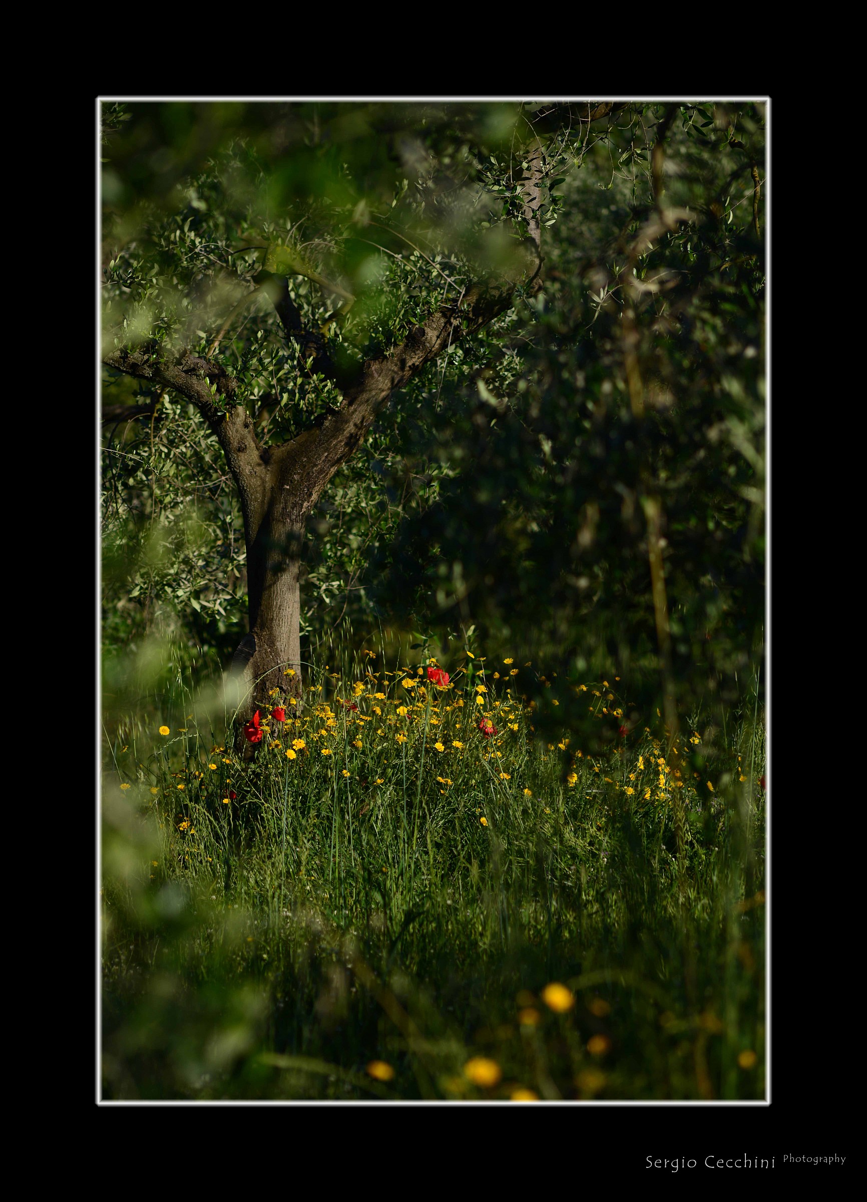Olive grove in the spring