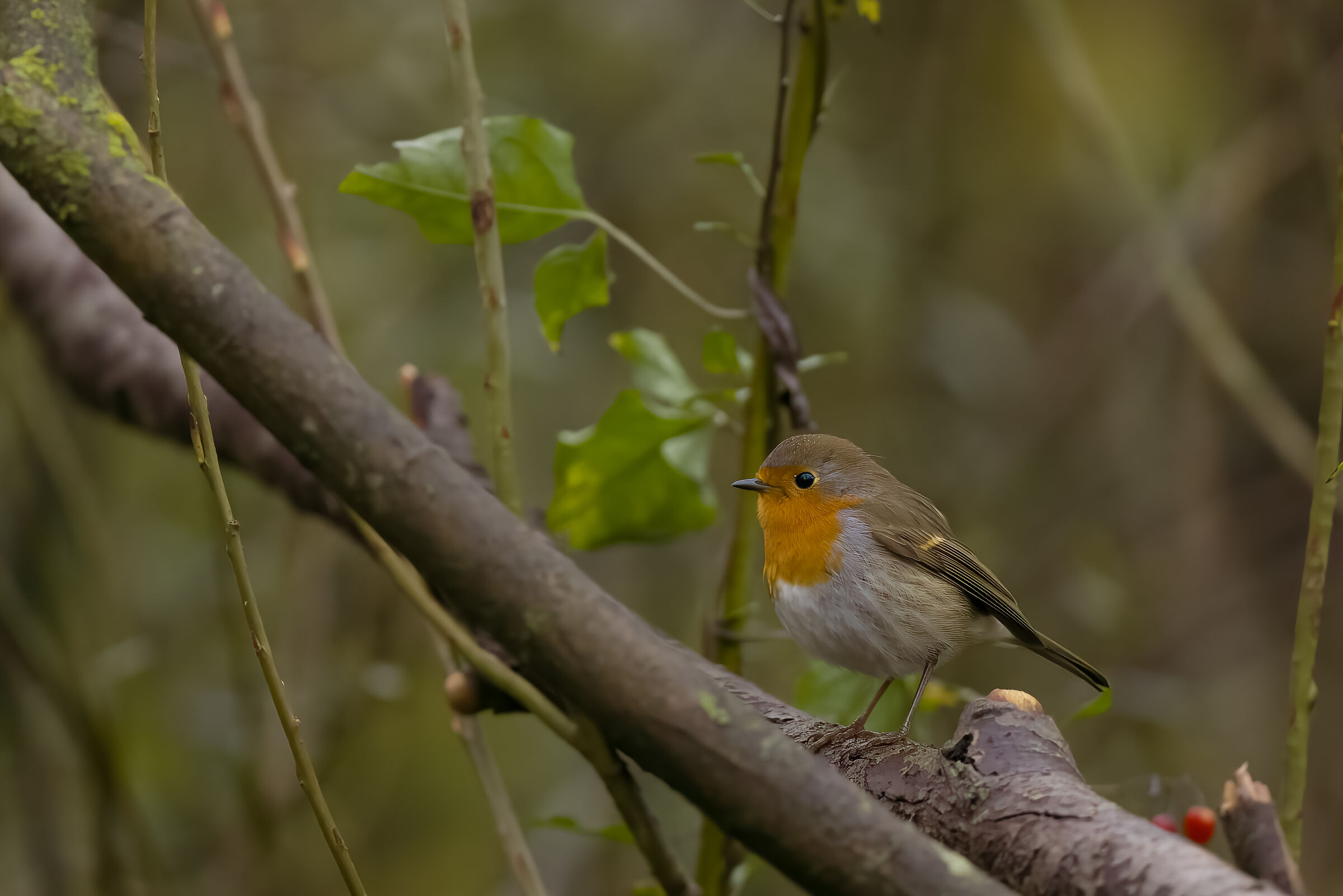 Nel bosco..Il Pettirosso