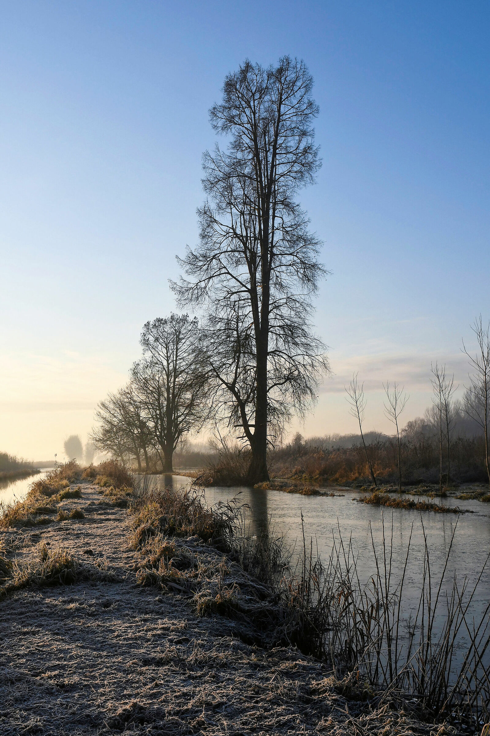 Marshes in winter