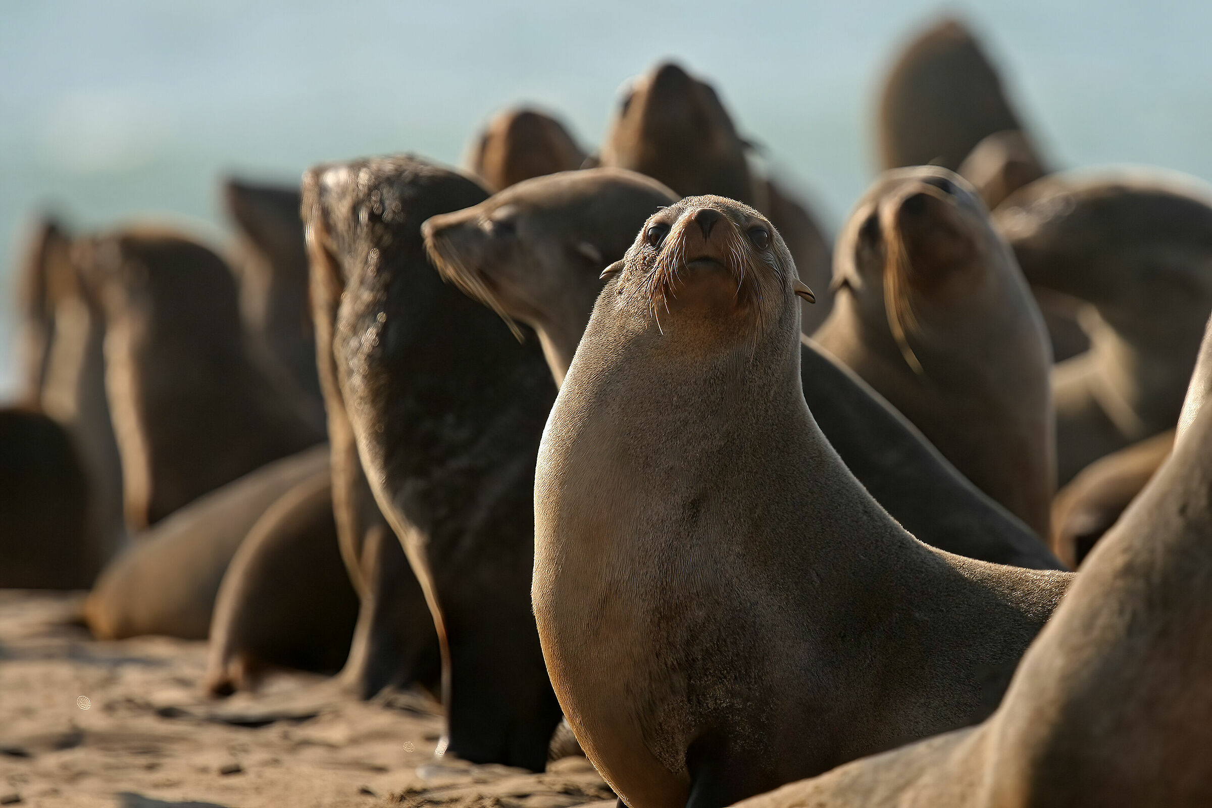 Otarie del Capo a Walvis Bay