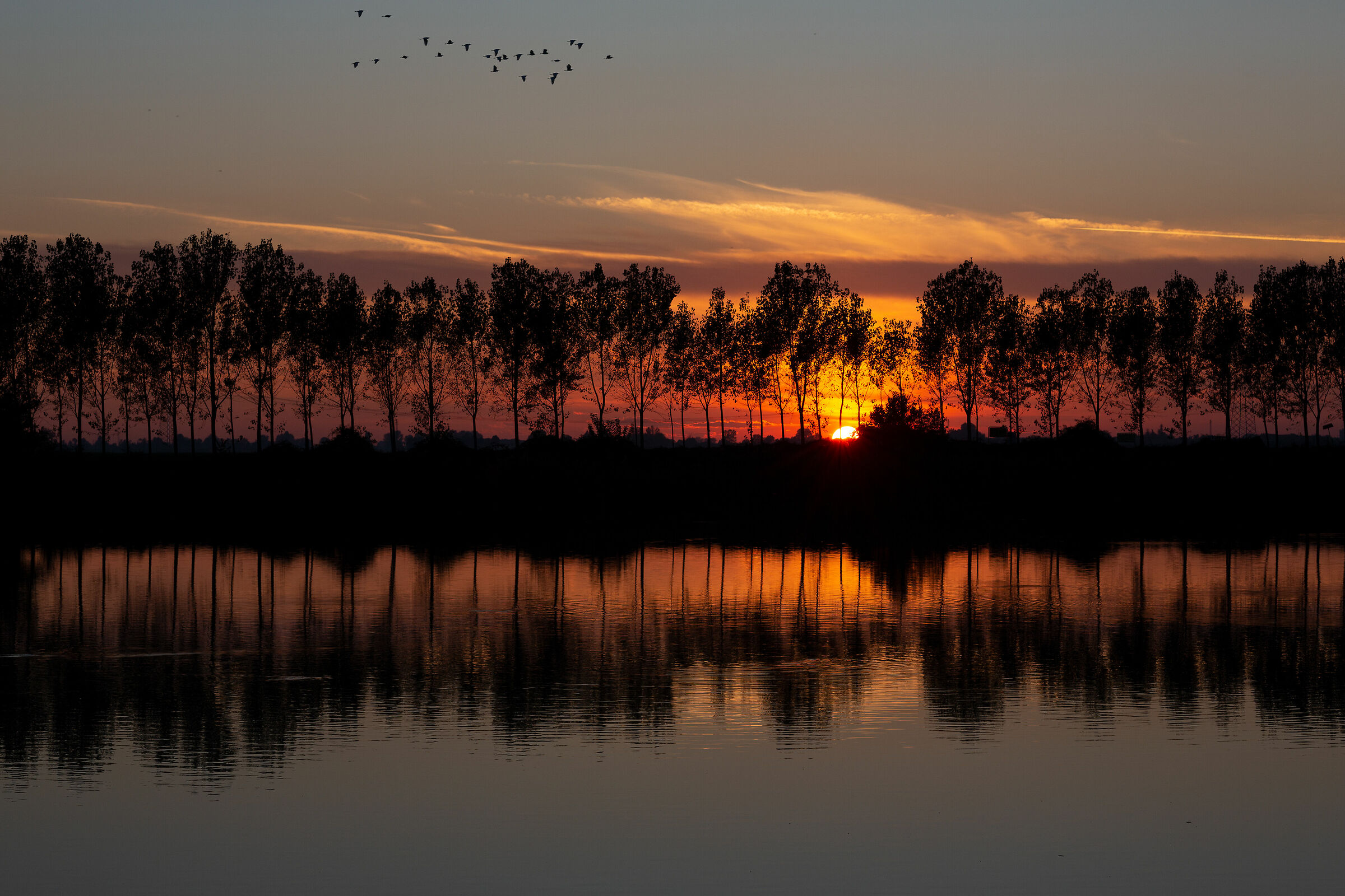 Twilight in the Po Valley with the passage of herons