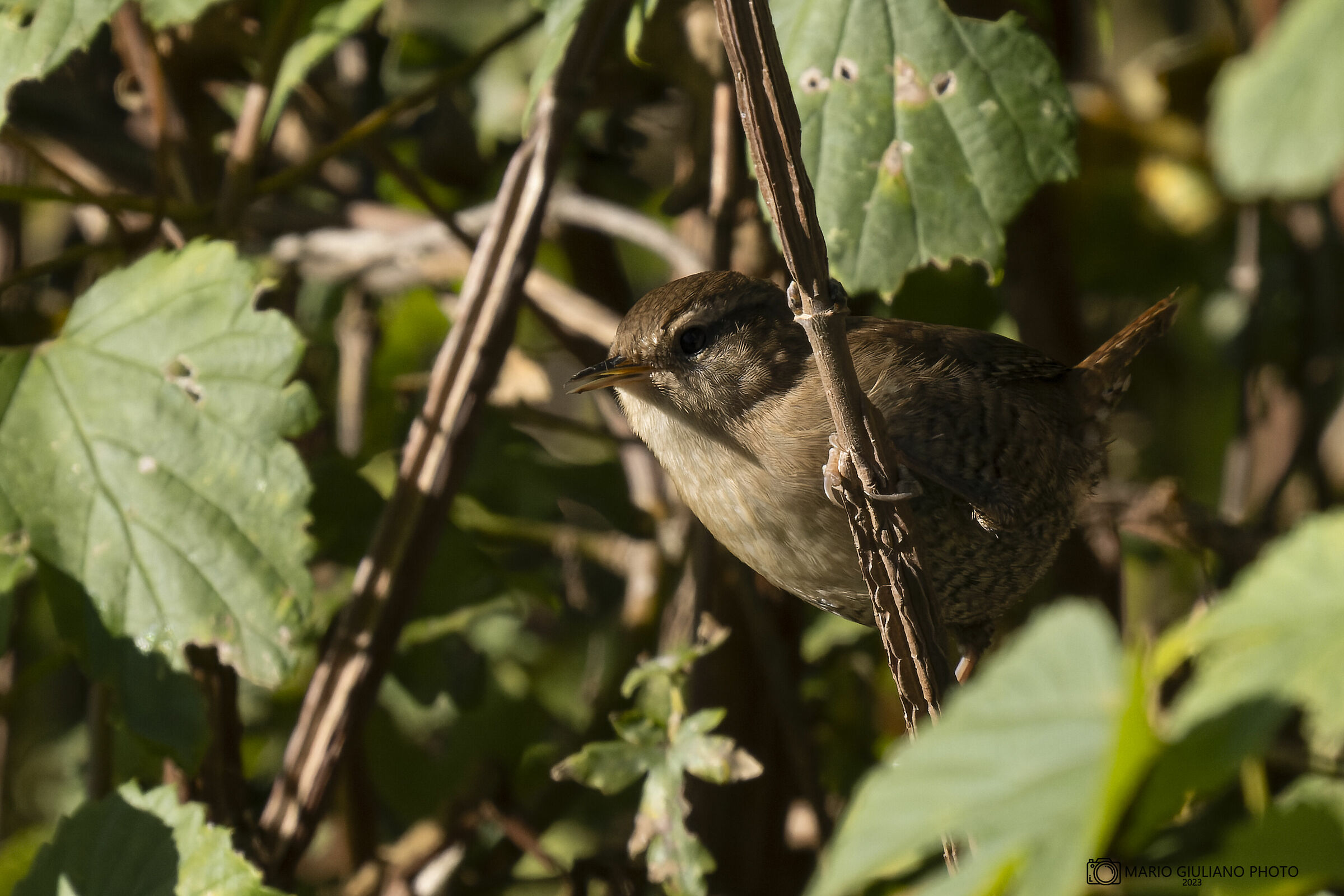 Wren