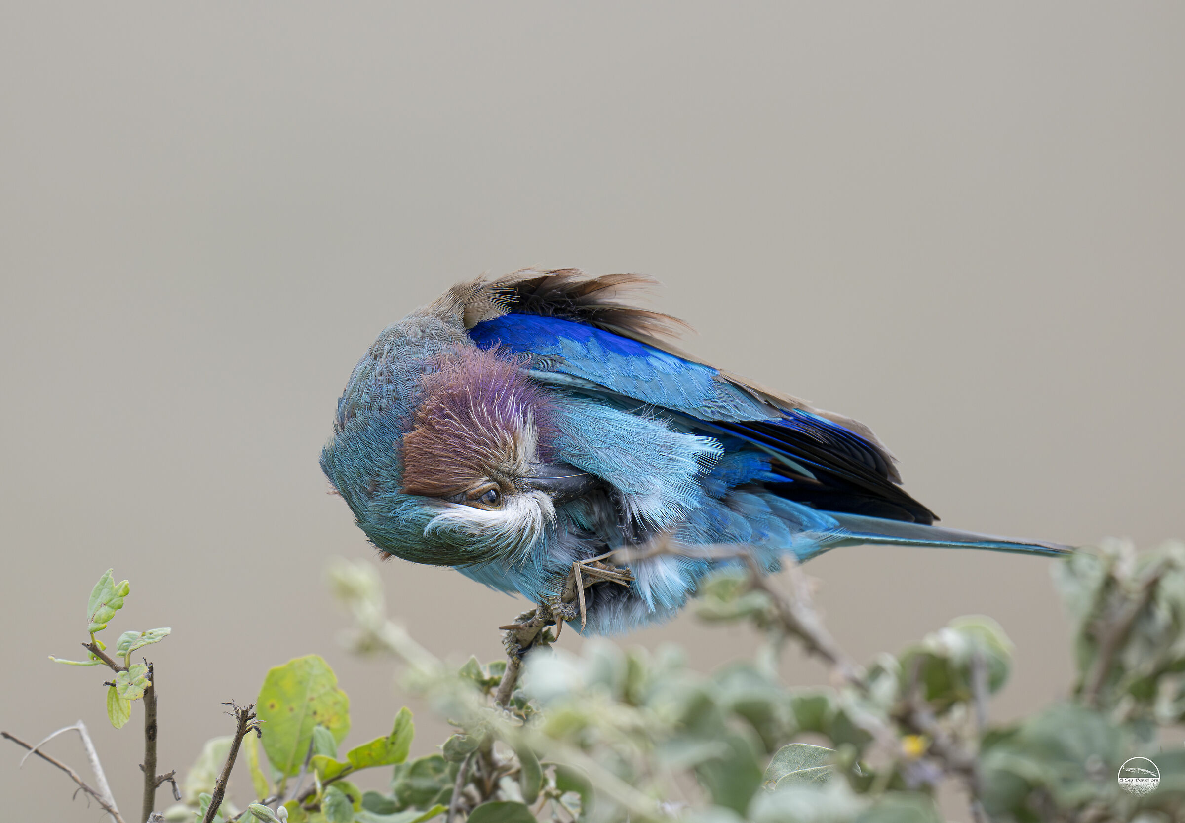 Lilac-breasted jay