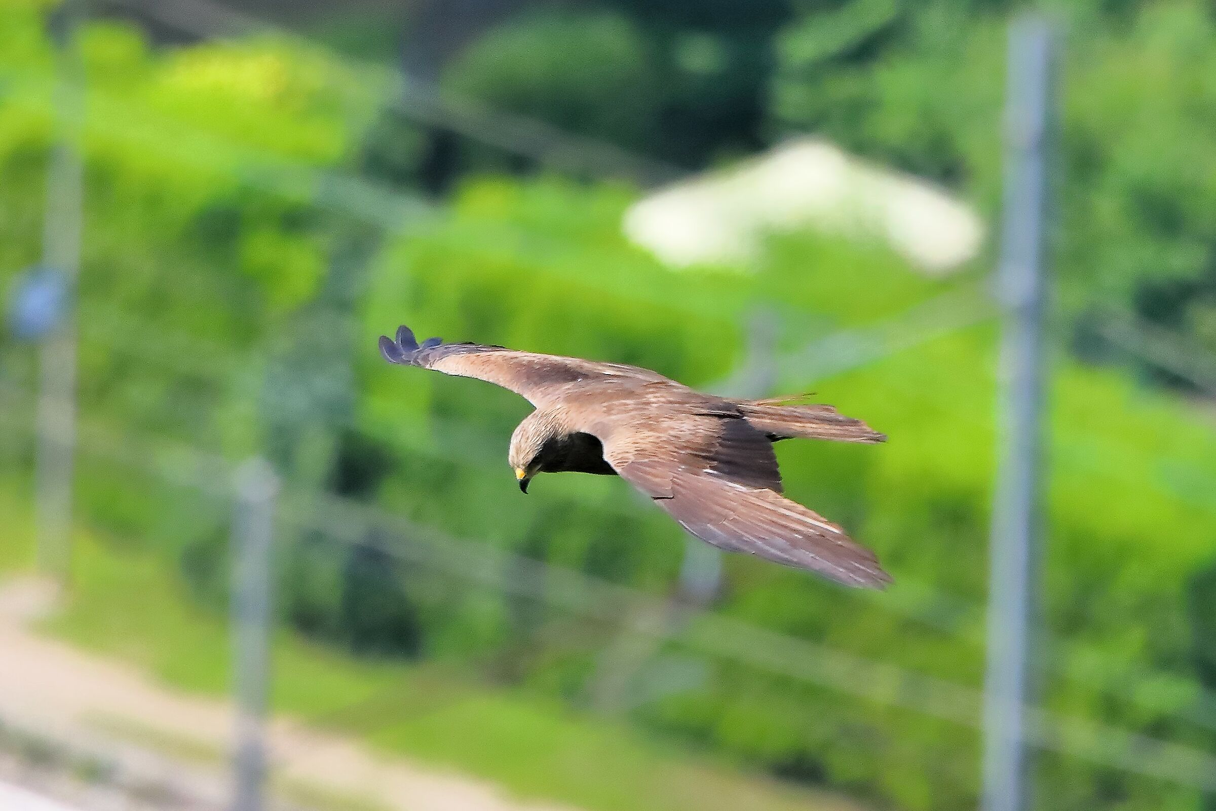 Black Kite 08-06-2023