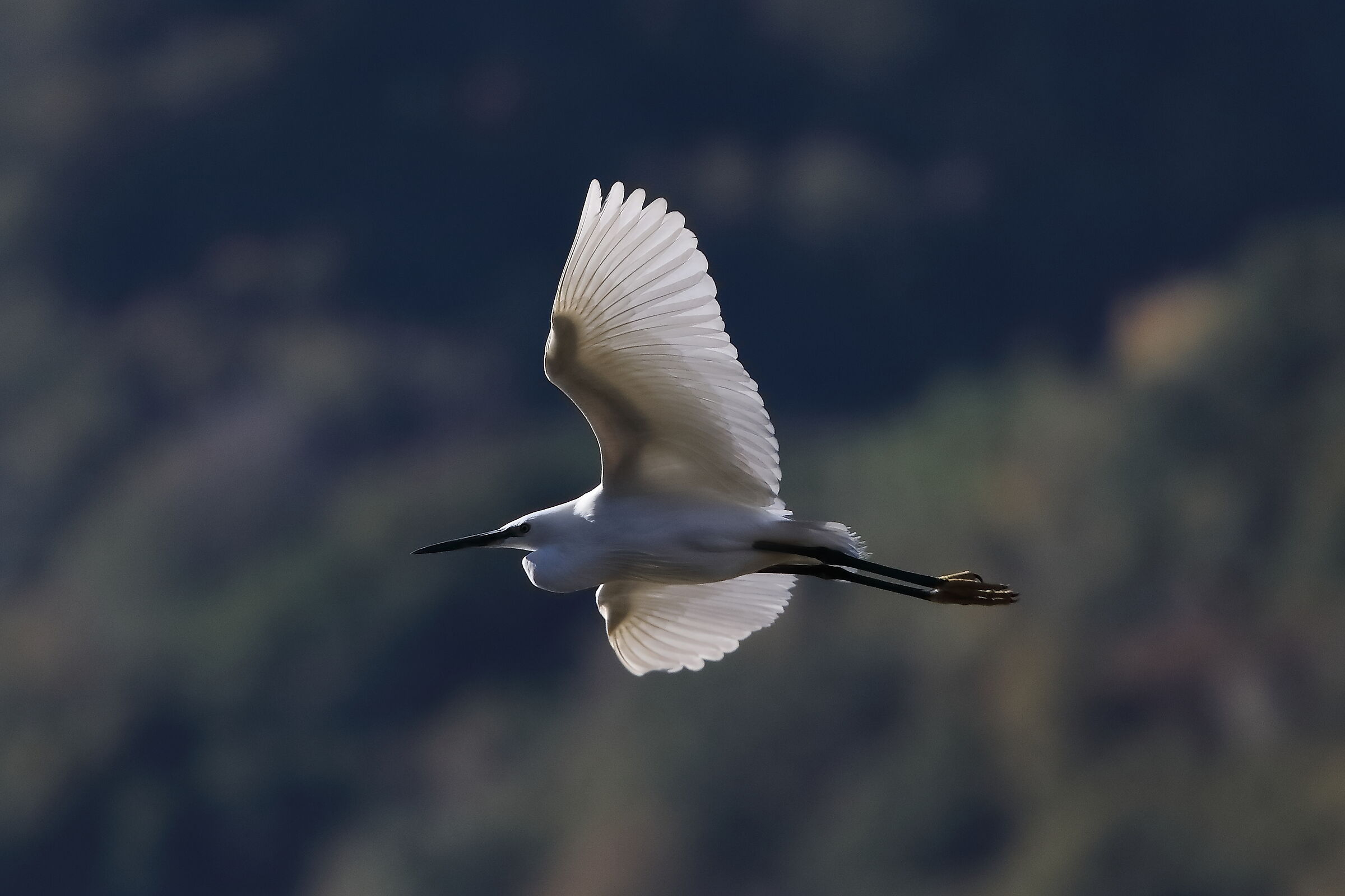 Little Egret November 2023