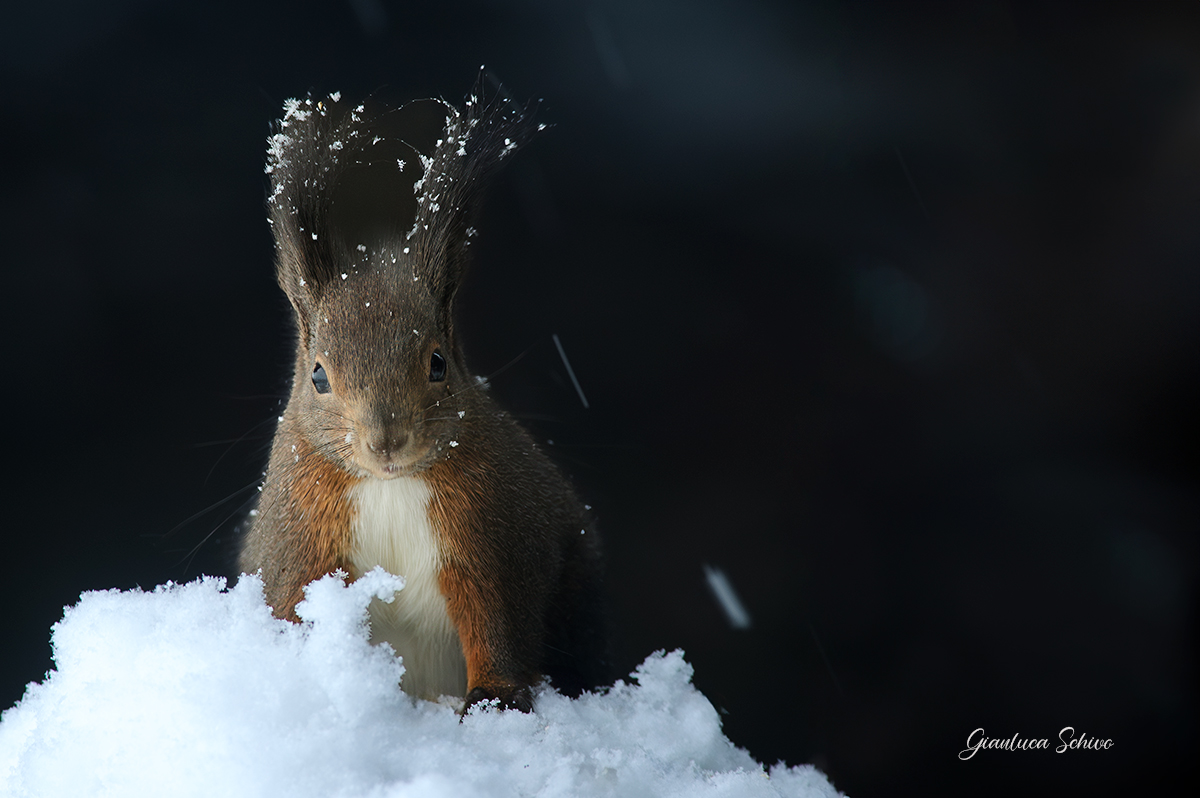 Scoiattolo invernale