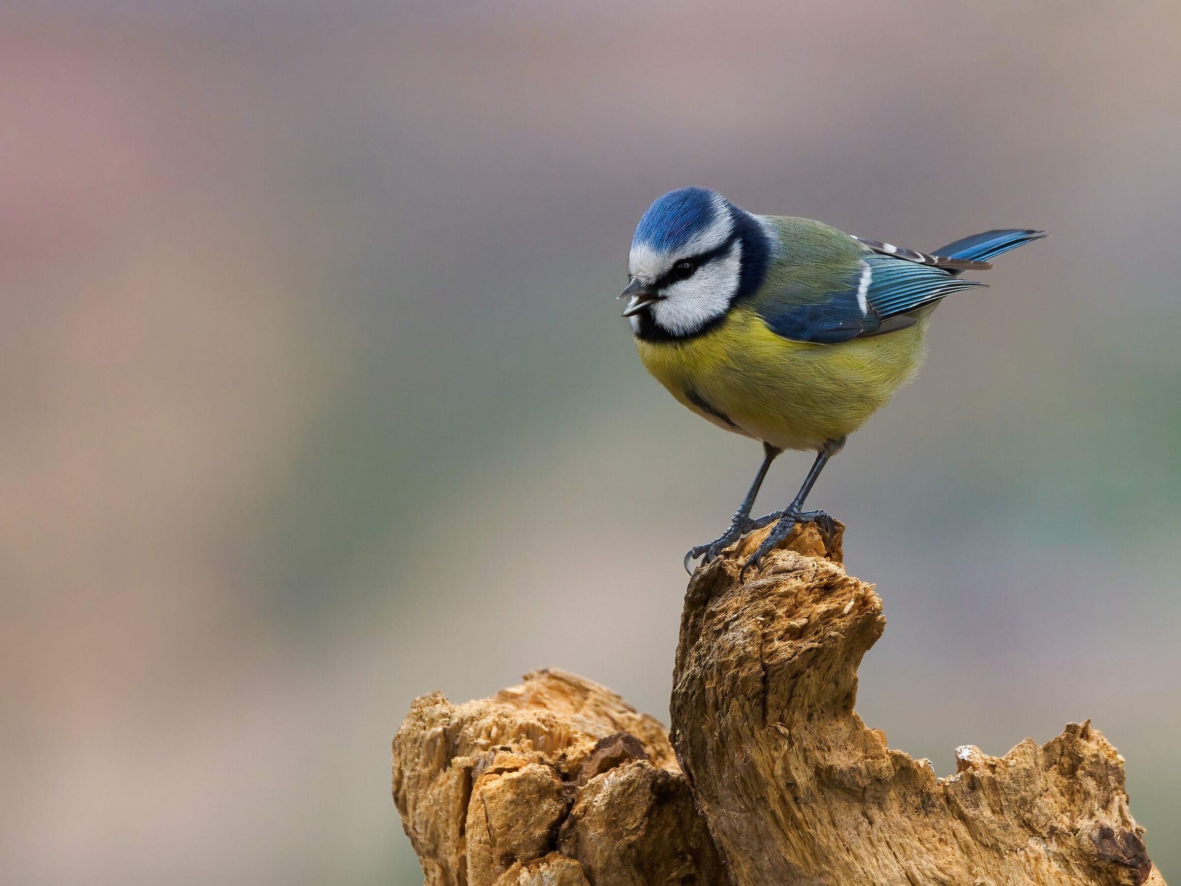 Cinciarella il canto