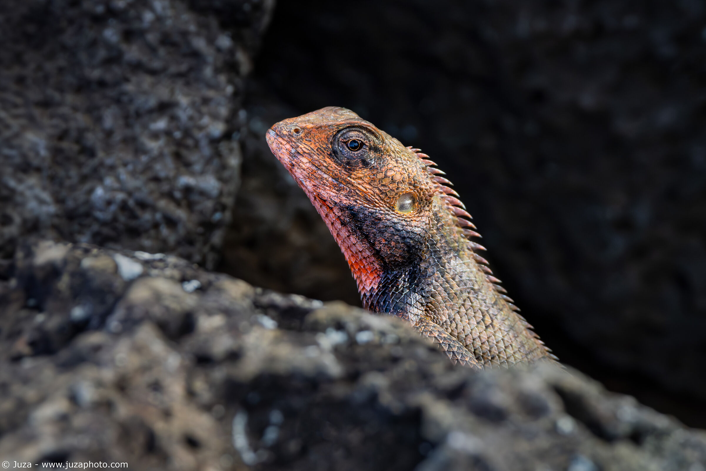 Calotes versicolor among the rocks