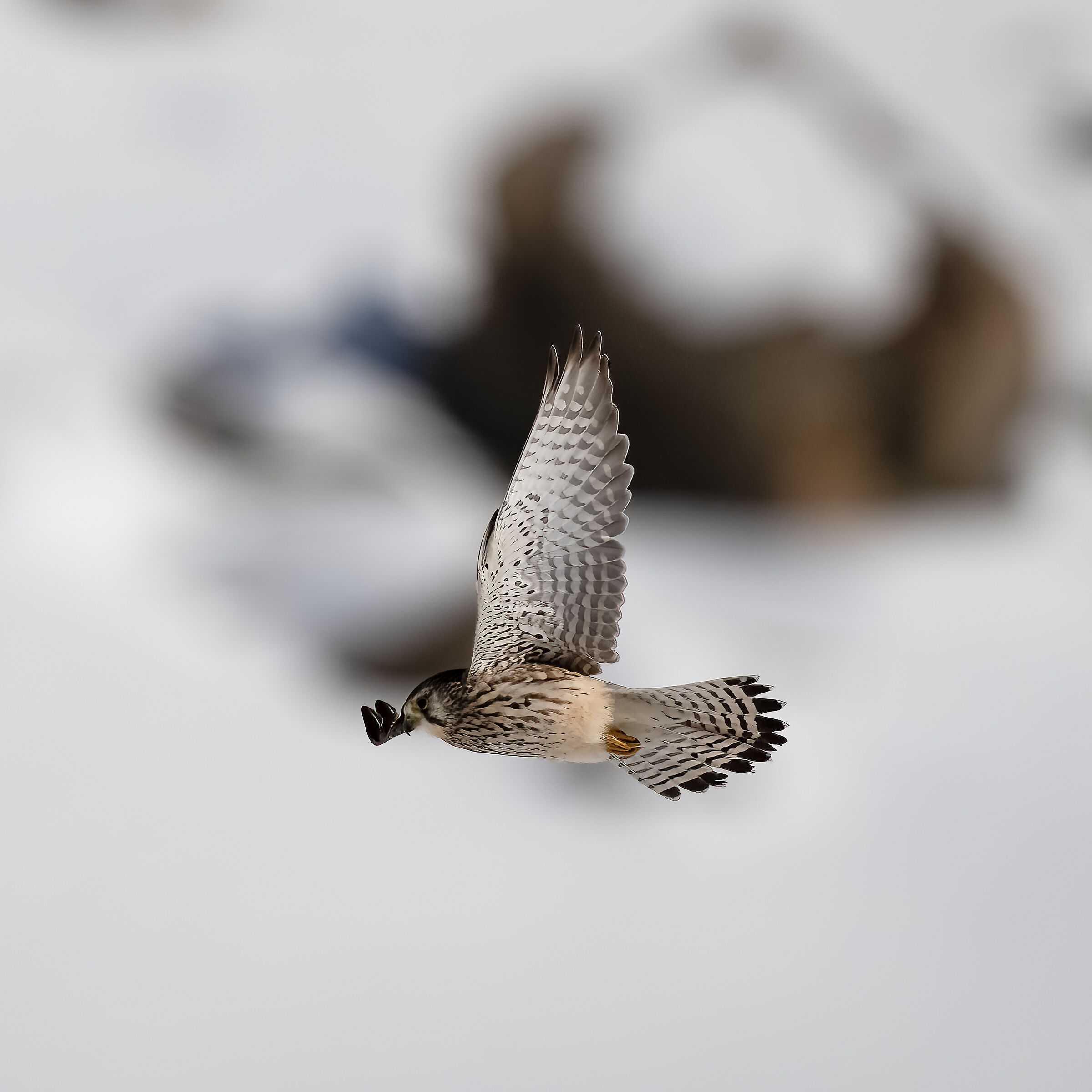 Kestrel