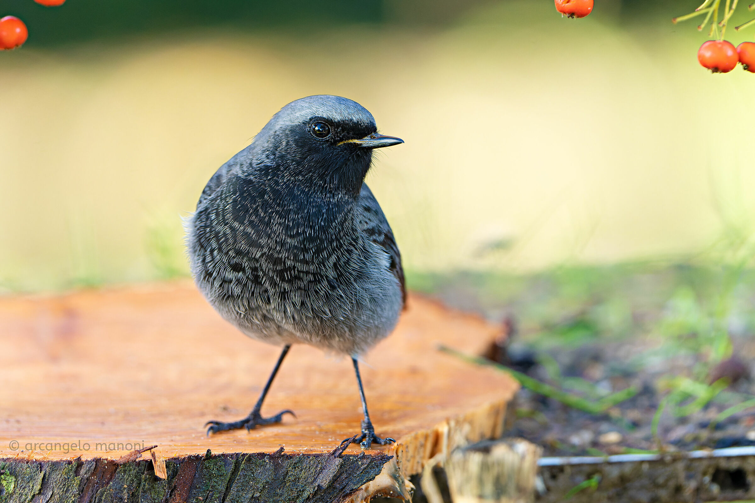 Codirosso spazzacamino maschio