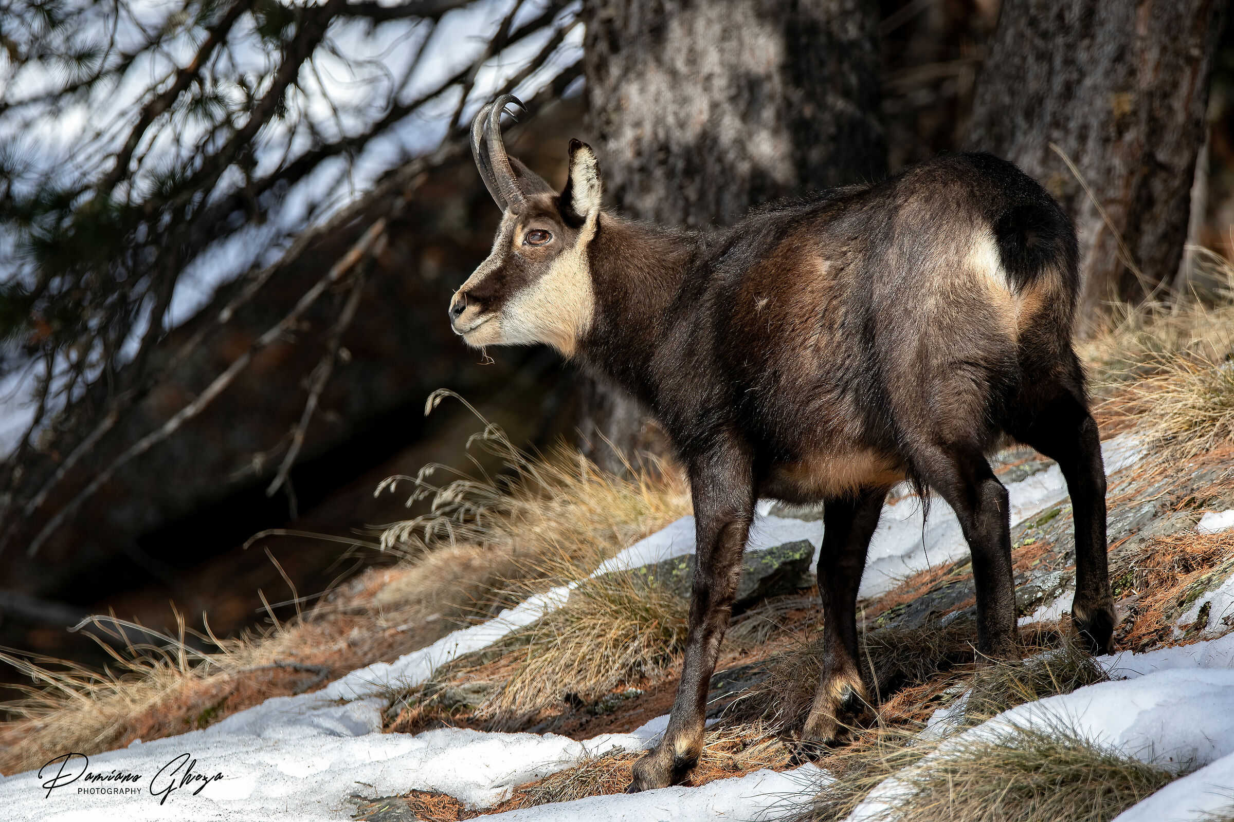 Camoscio
