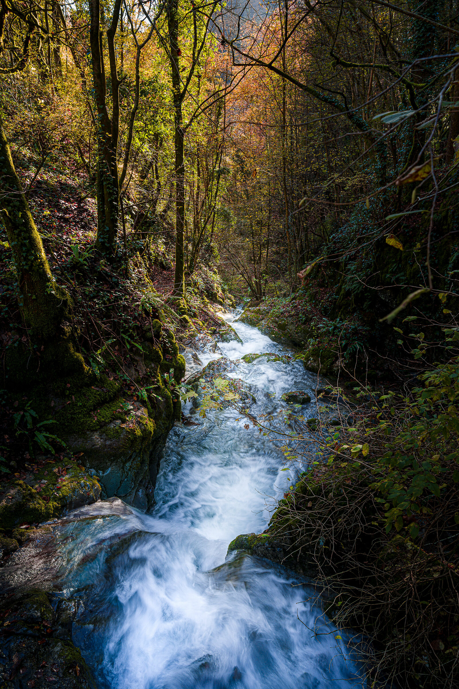 Autunno, giù veloce tra i rovi