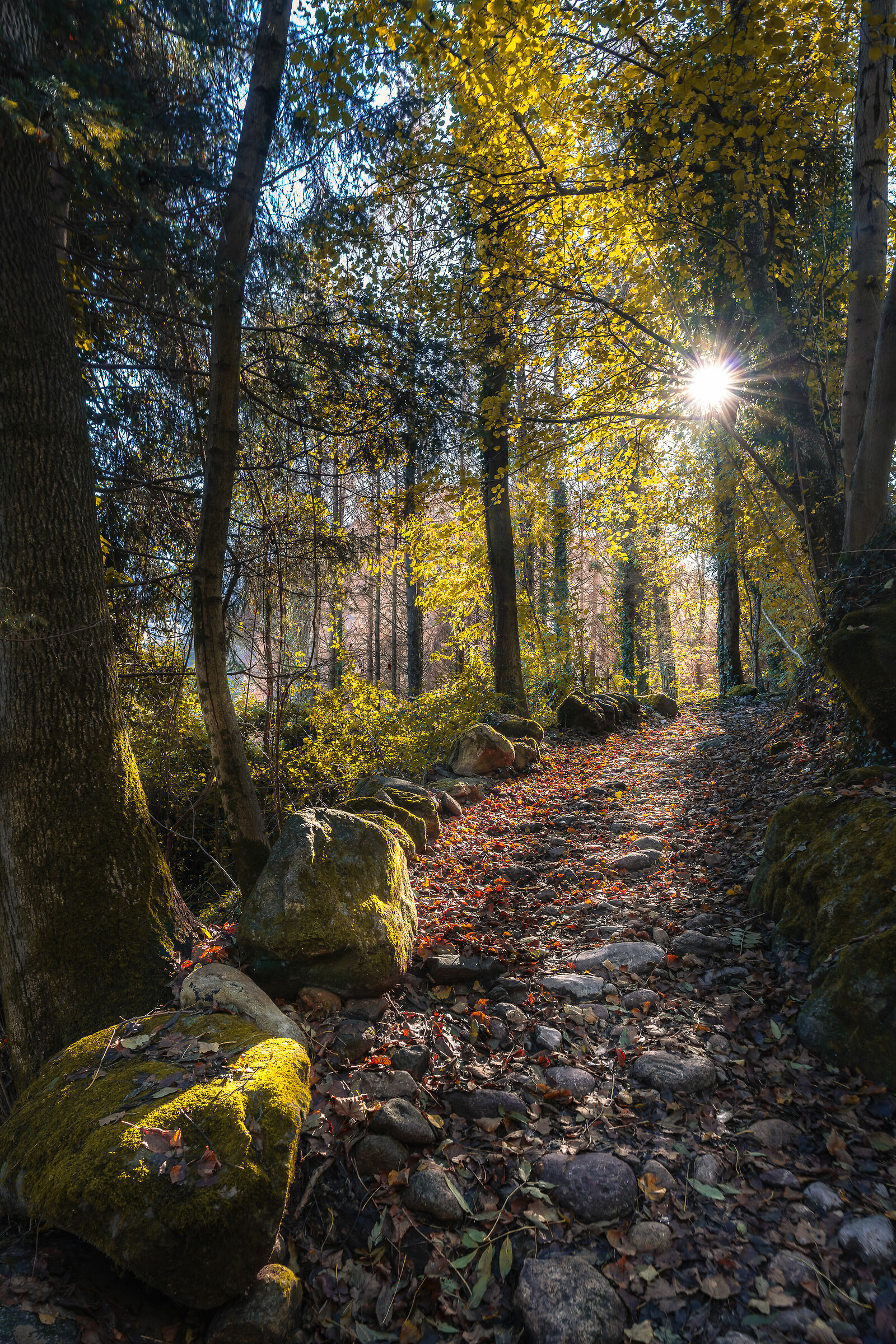 Aspettare l'11 novembre per poter vedere l'Autunno
