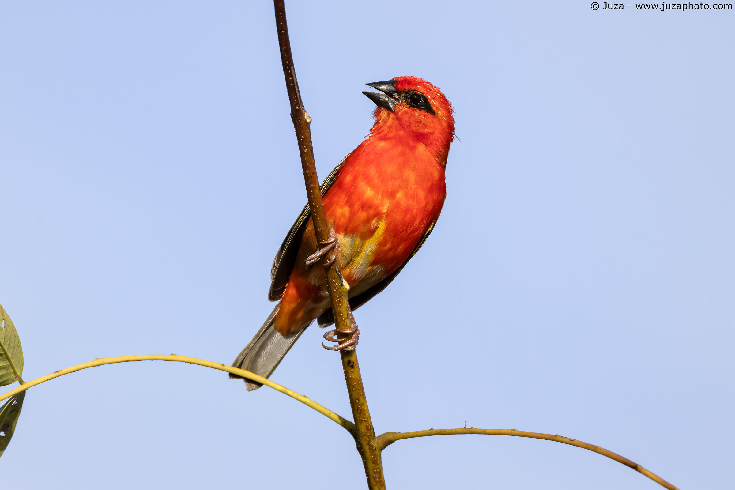 Flaming Weaver (Foudia madagascariensis)