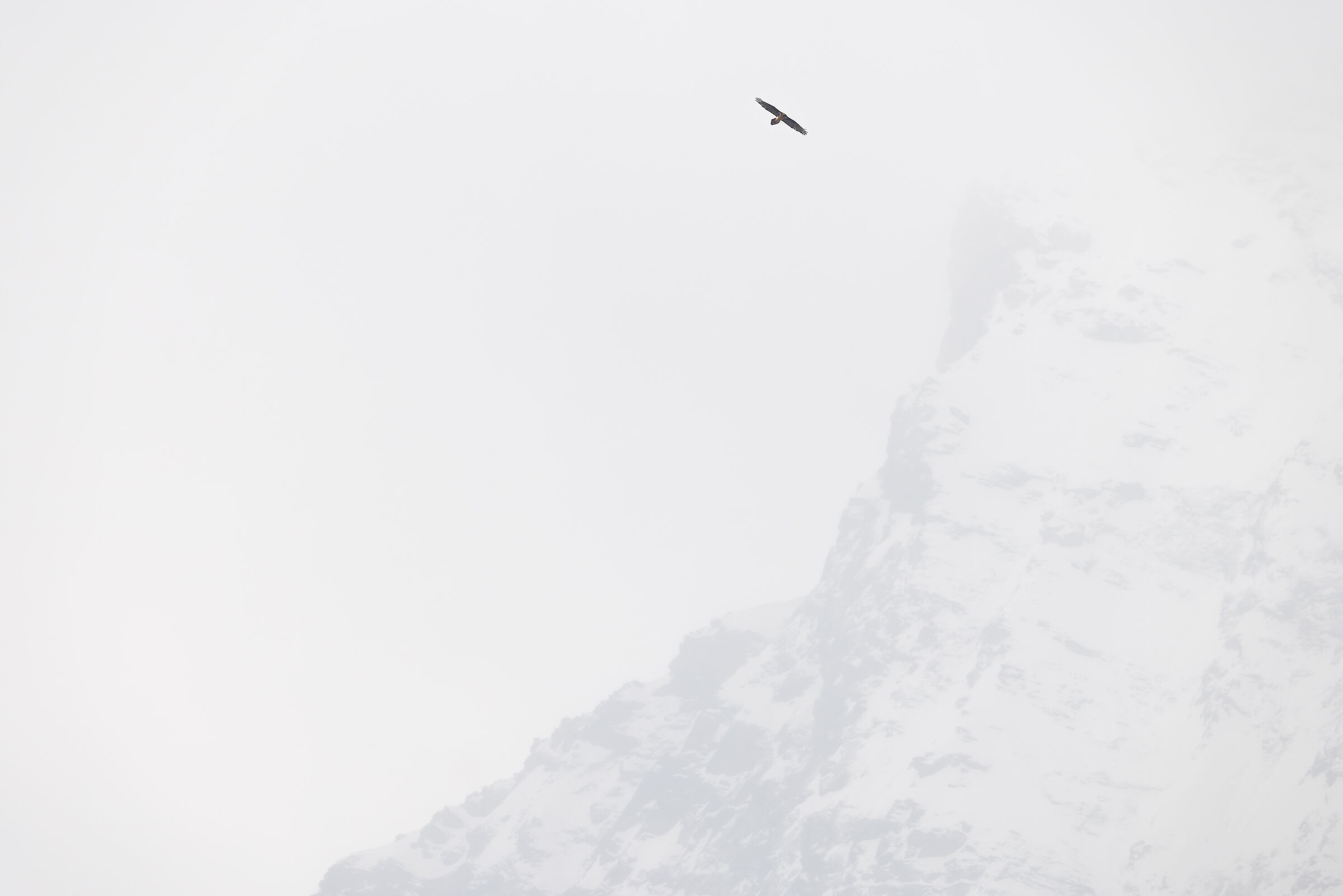 Bearded vulture in the clouds