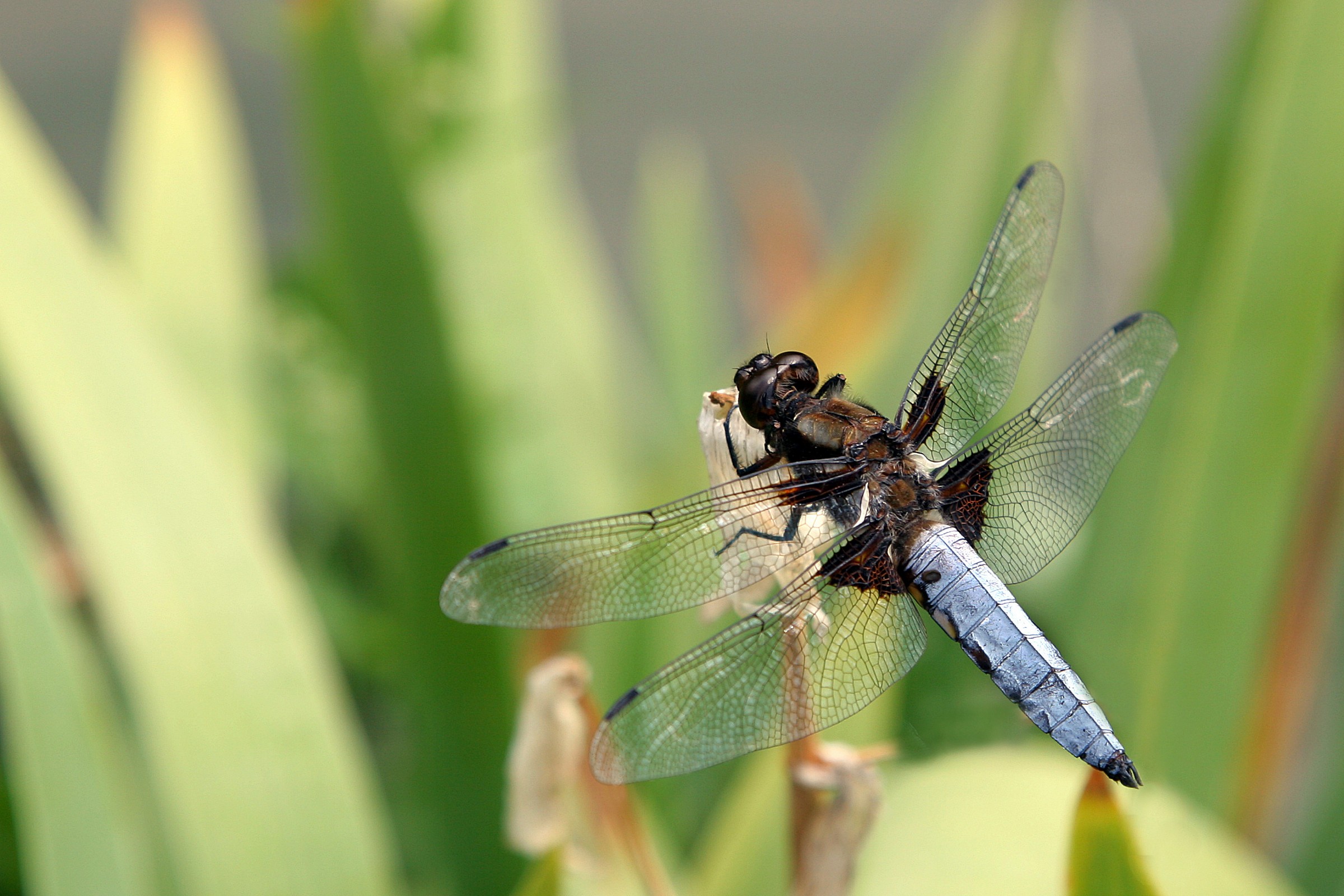 Libellula azzurra