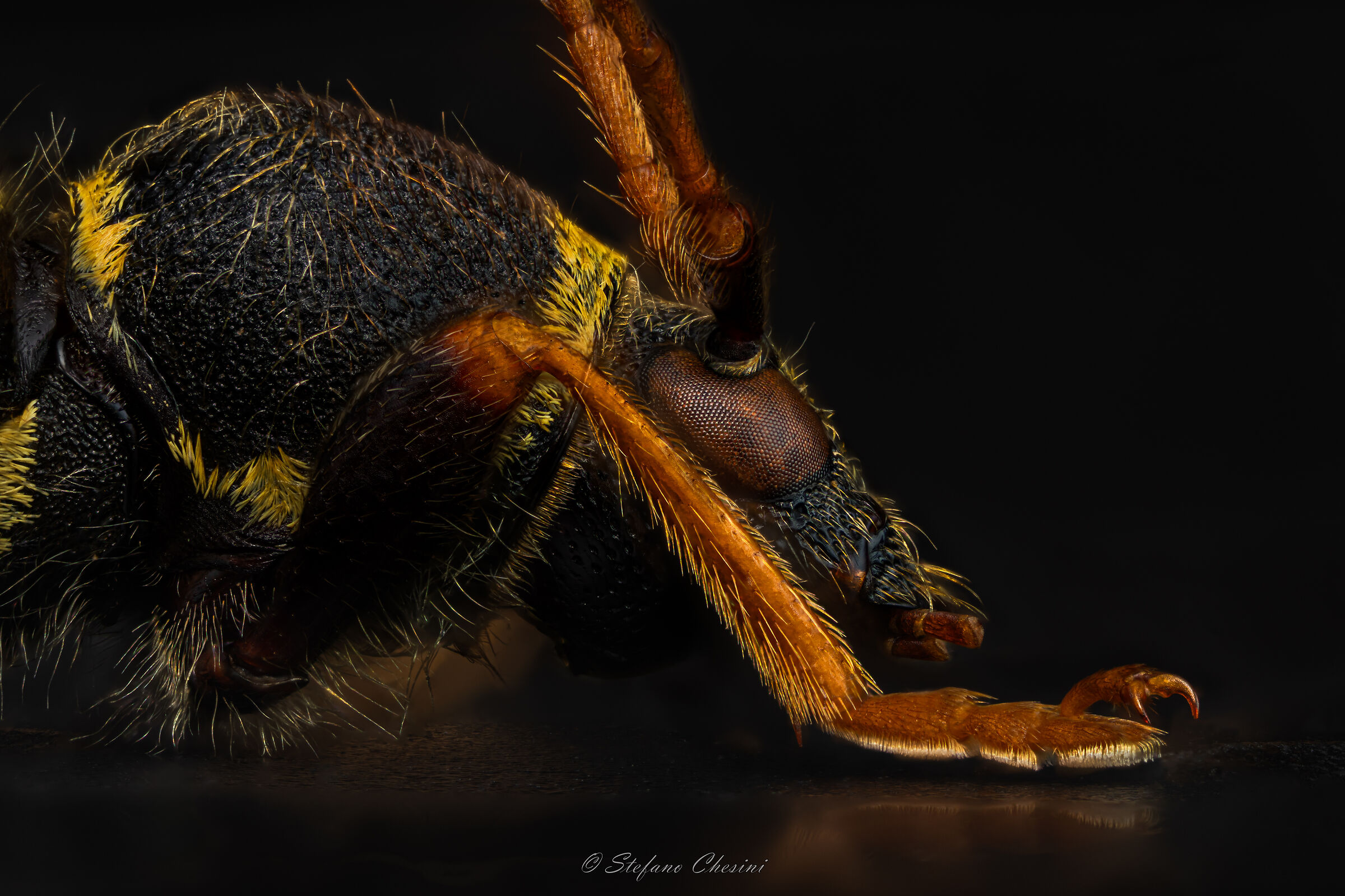 Scarabeo vespa (con tubi prolunga 16+10mm)