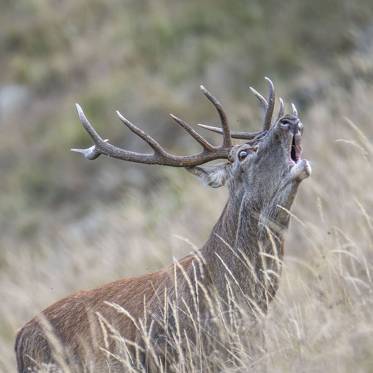 Deer bellowing