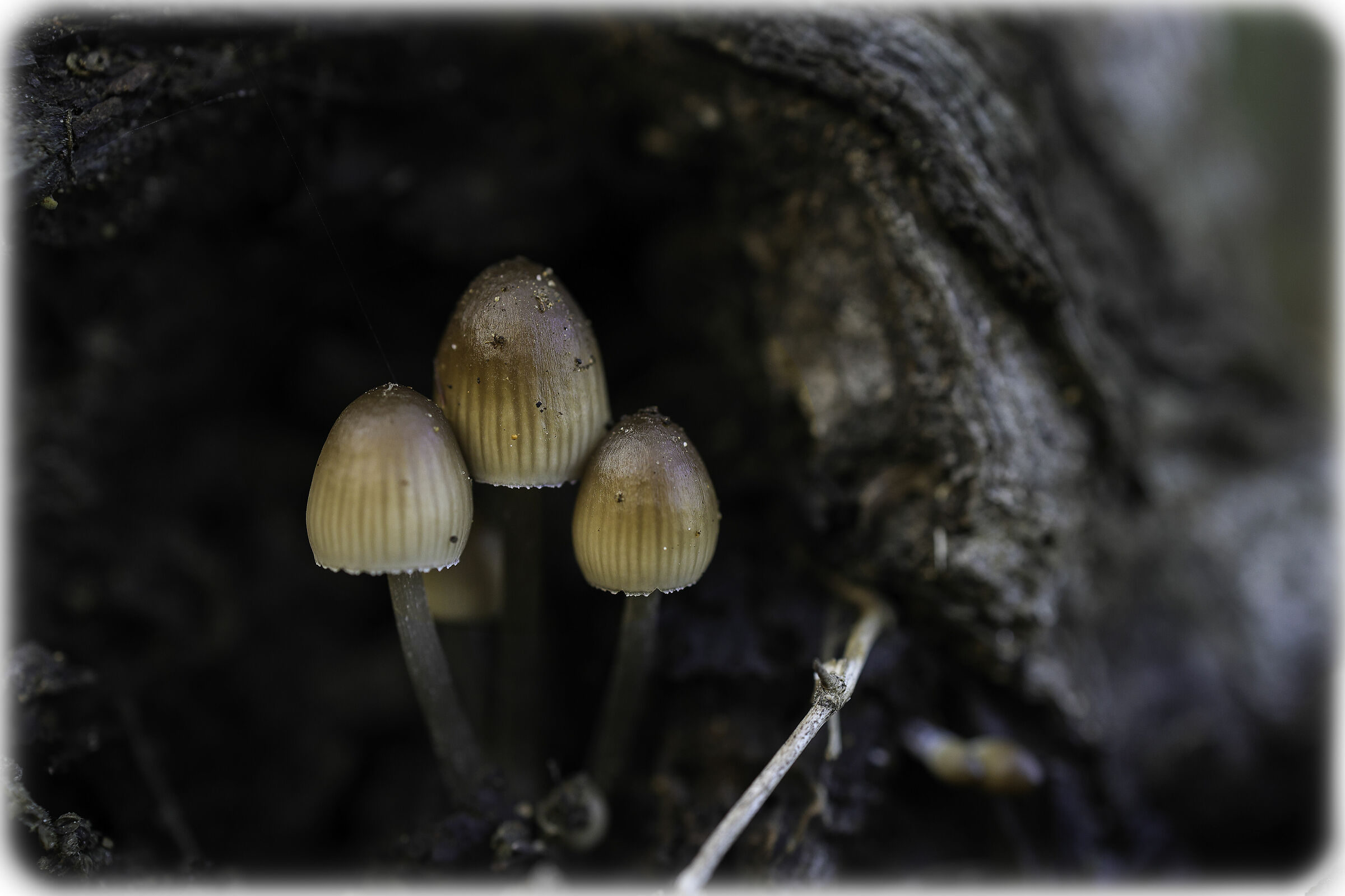 There are three of us left!