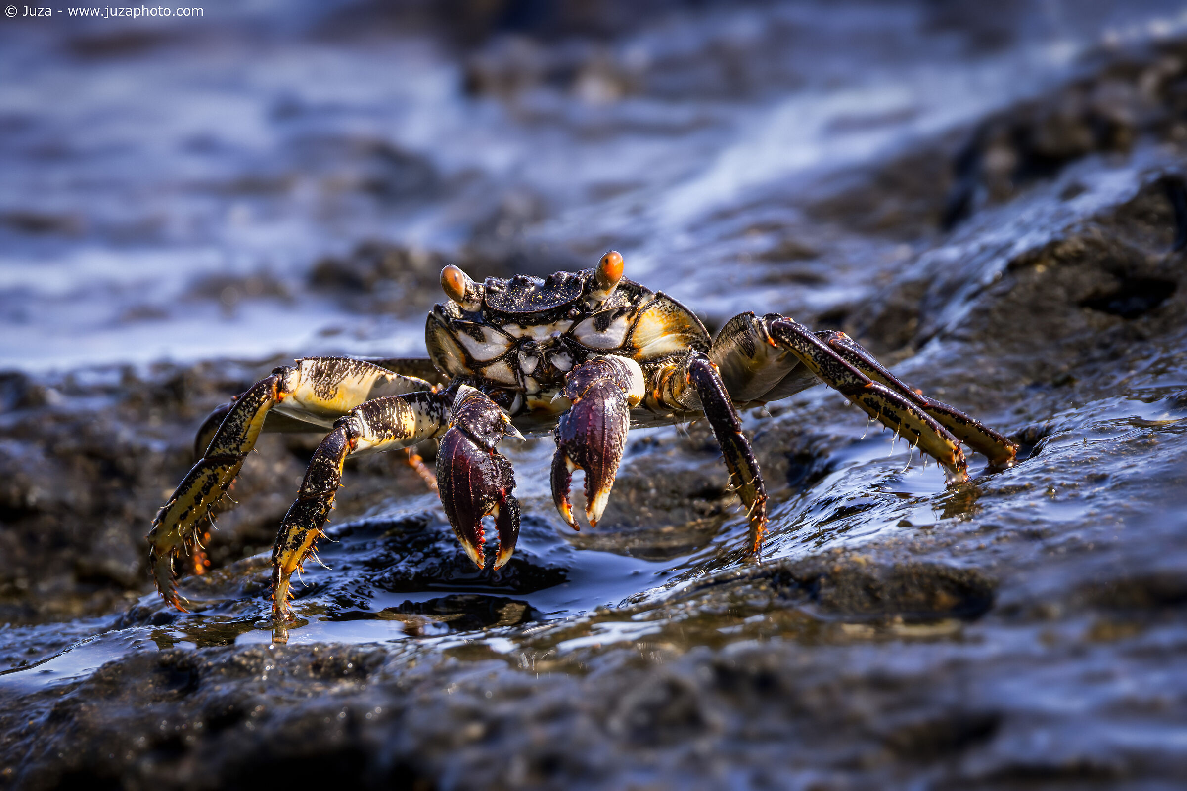 Grapsus tenuicrustatus (Thin-shelled Rock Crab)