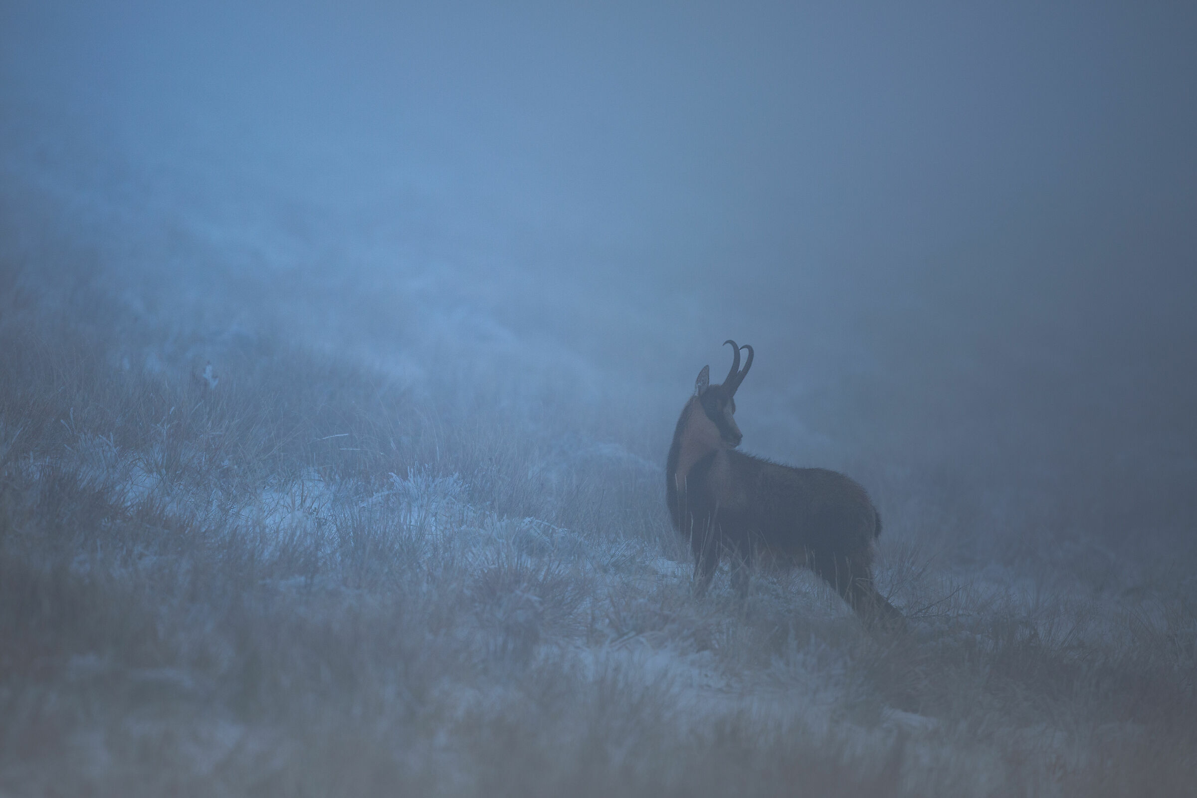 Il guardiano tra la nebbia