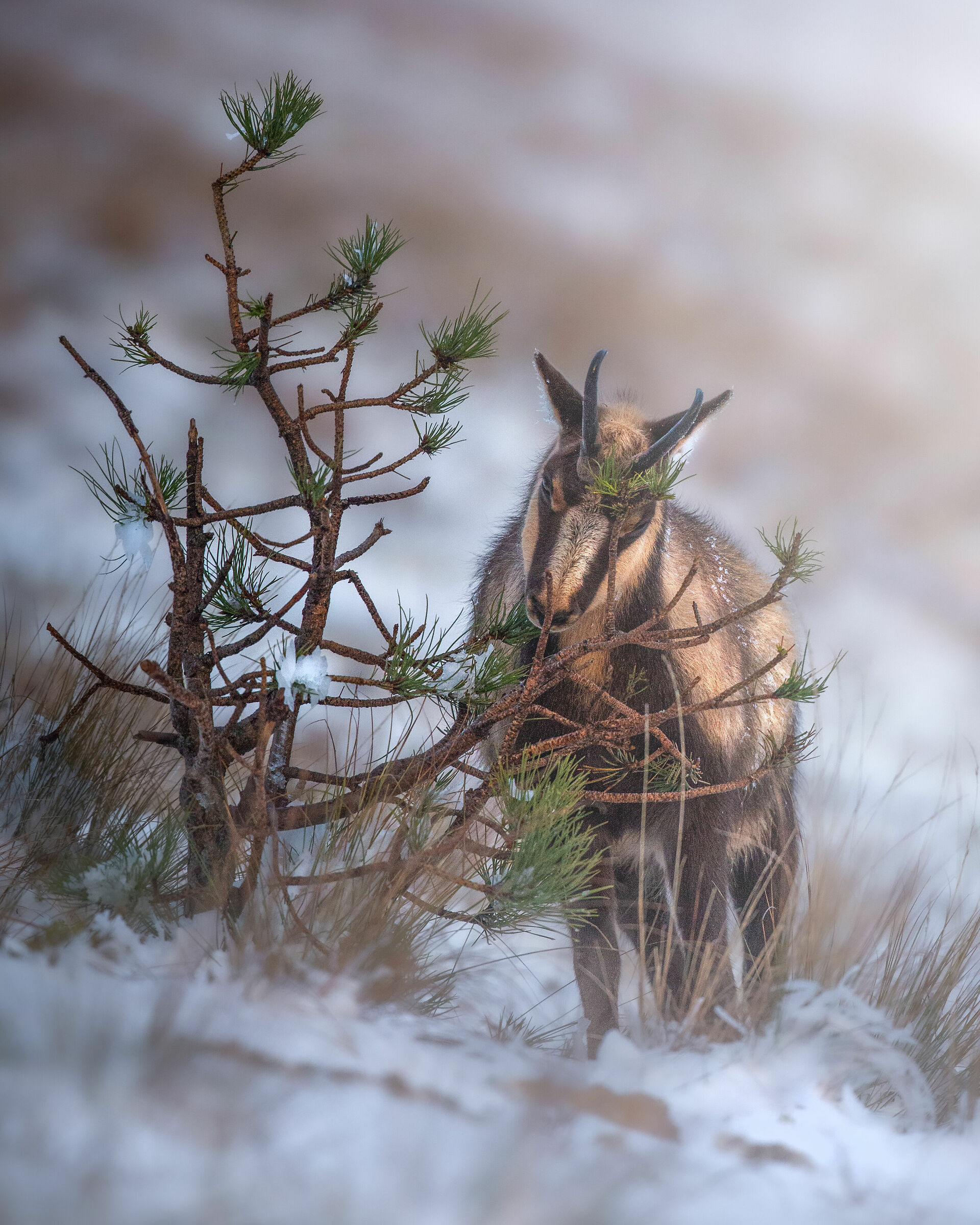 Una bella grattatina